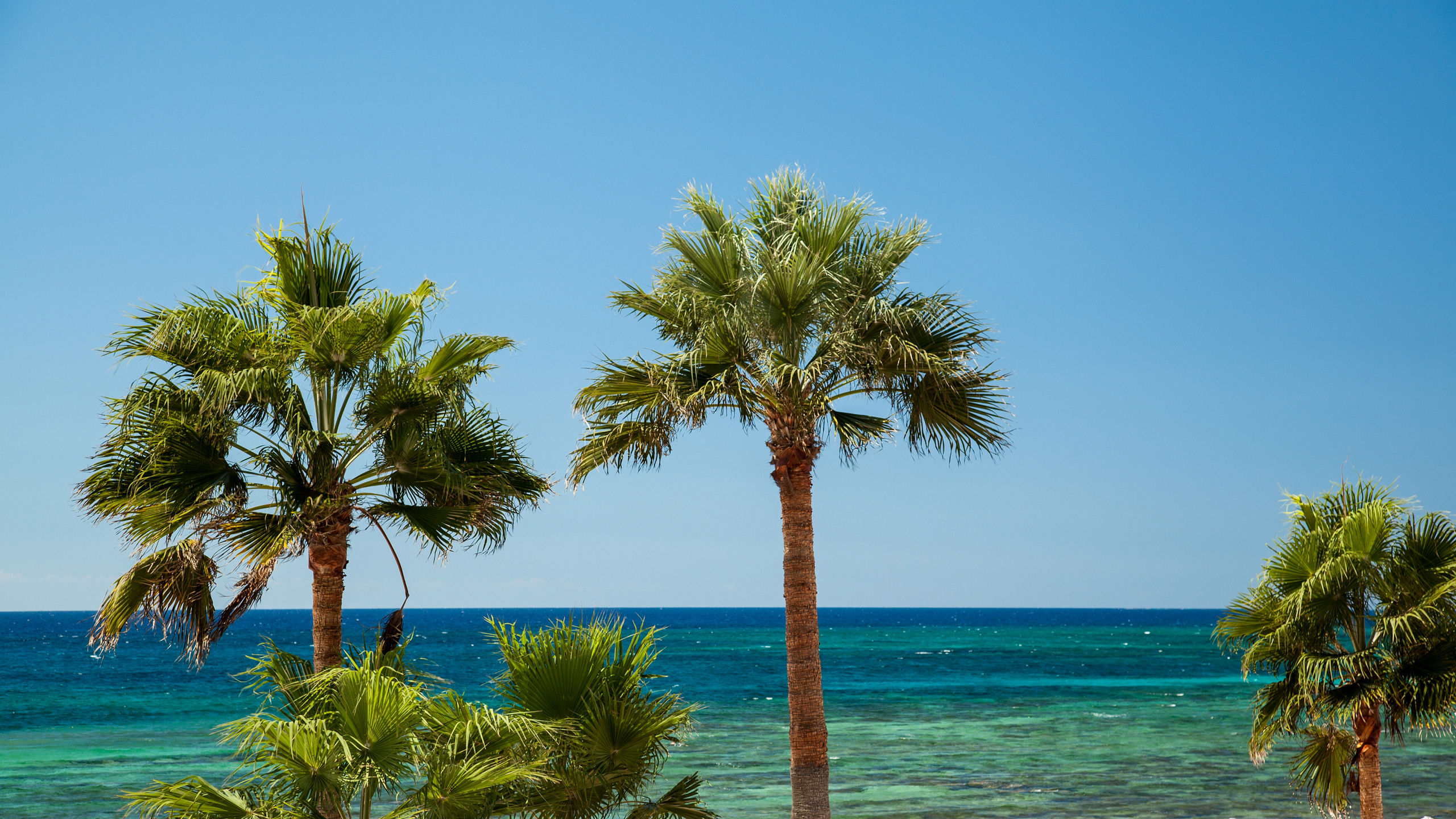 Обои пляж, море, дерево, Пальма, растительность в разрешении 2560x1440