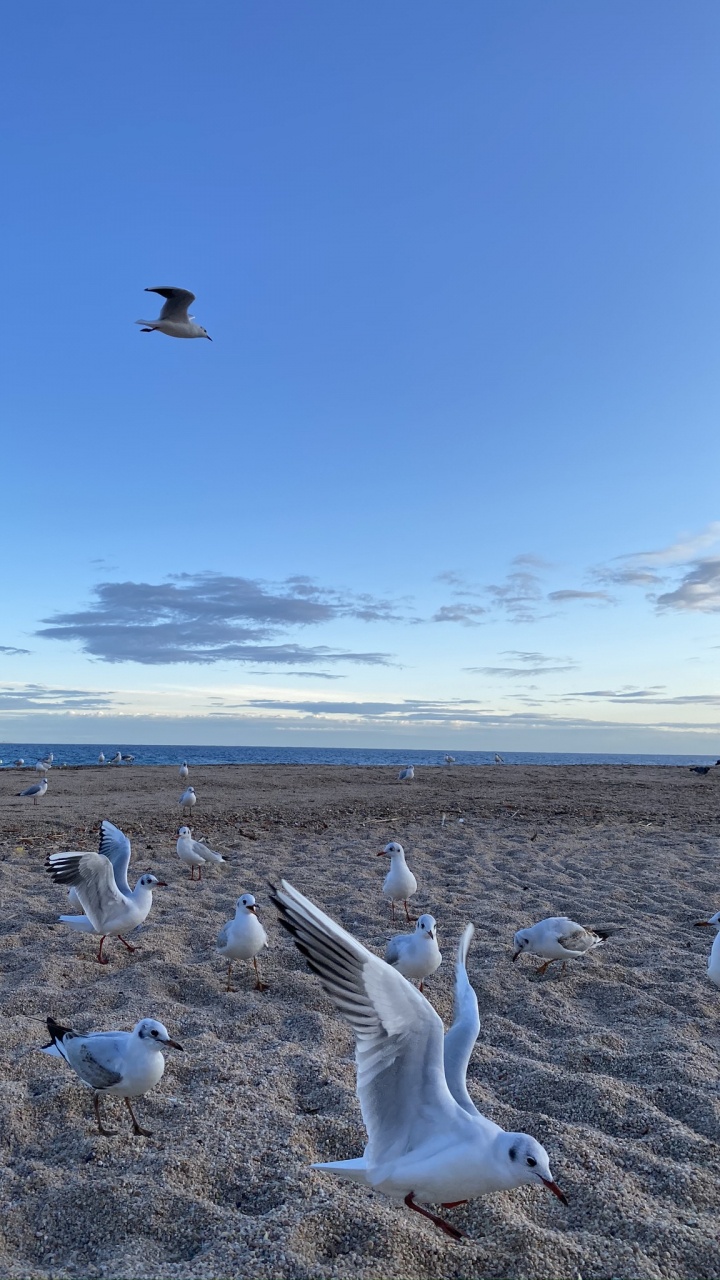 Обои птица, крыло, миграция животных, адаптация, миграция птиц в разрешении 720x1280