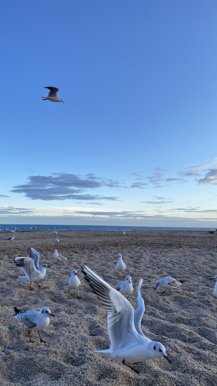 Обои птица, крыло, миграция животных, адаптация, миграция птиц в разрешении 750x1334