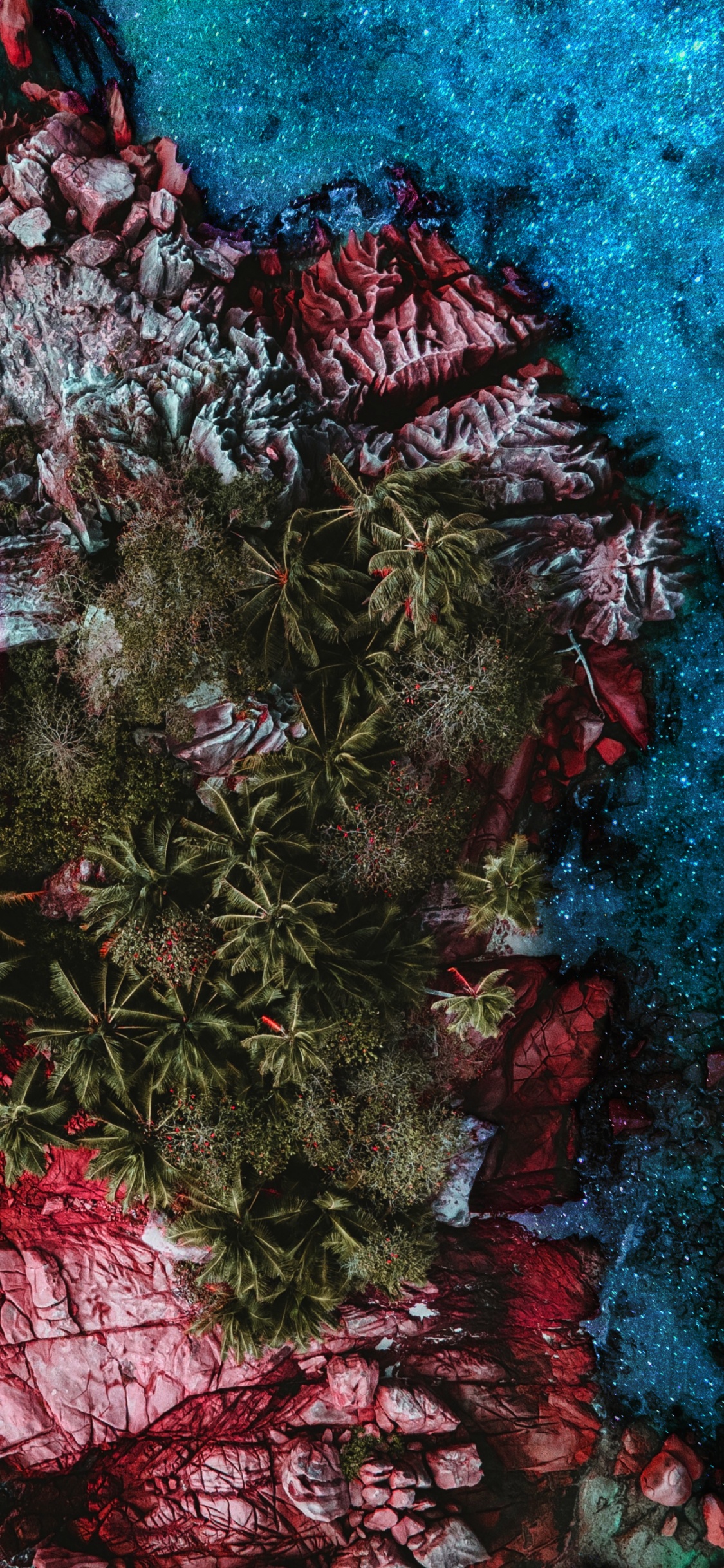 Обои риф, растение, ветвь, розовый, наземное растение в разрешении 1125x2436