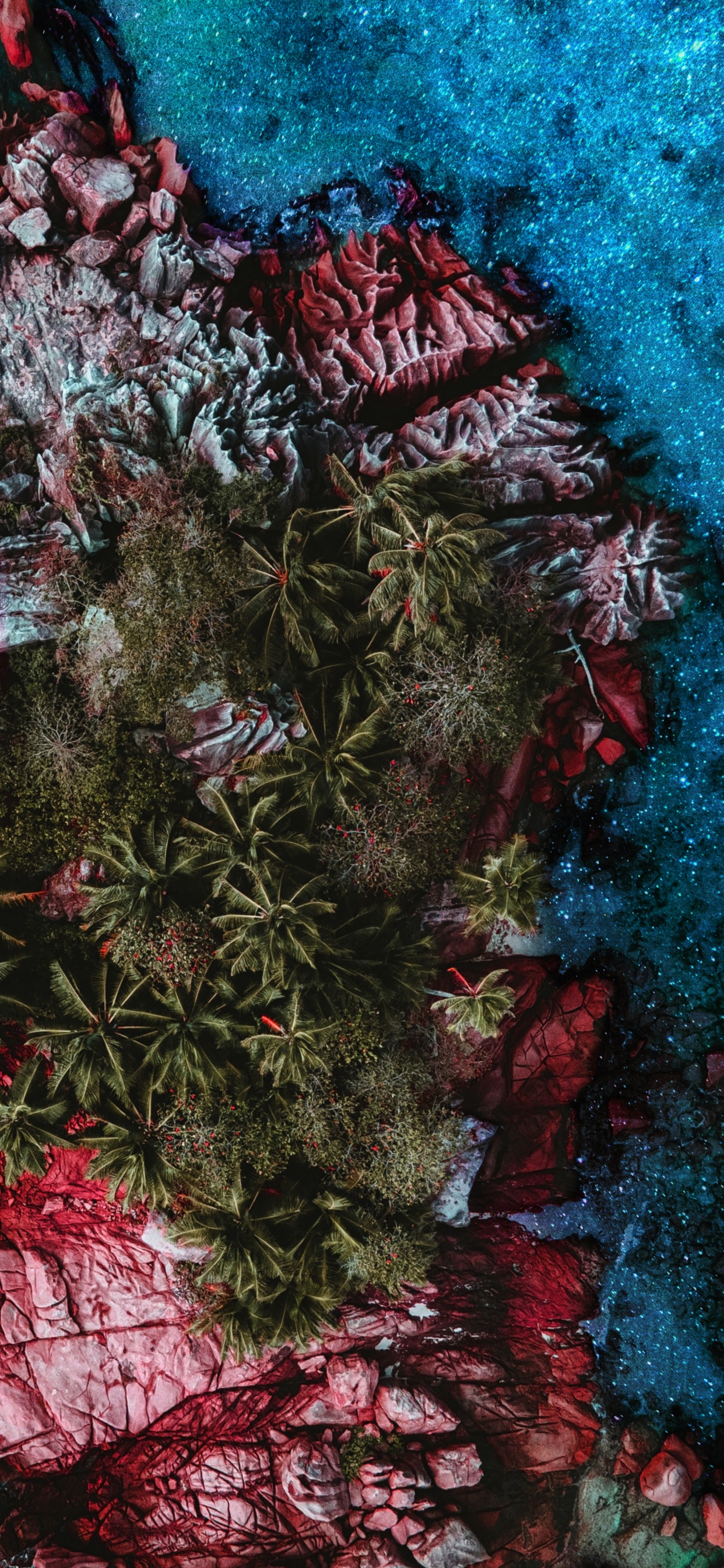 Обои риф, растение, ветвь, розовый, наземное растение в разрешении 1242x2688