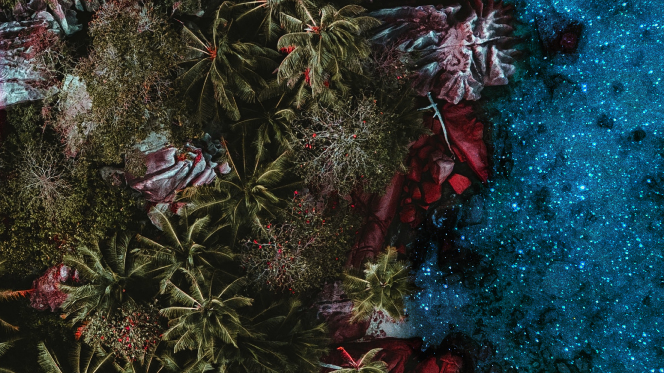 Обои риф, растение, ветвь, розовый, наземное растение в разрешении 1366x768