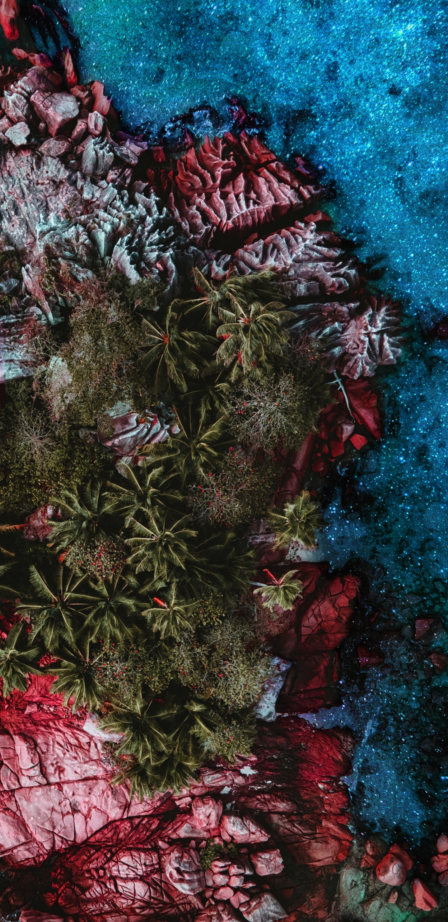 Обои риф, растение, ветвь, розовый, наземное растение в разрешении 1440x2960