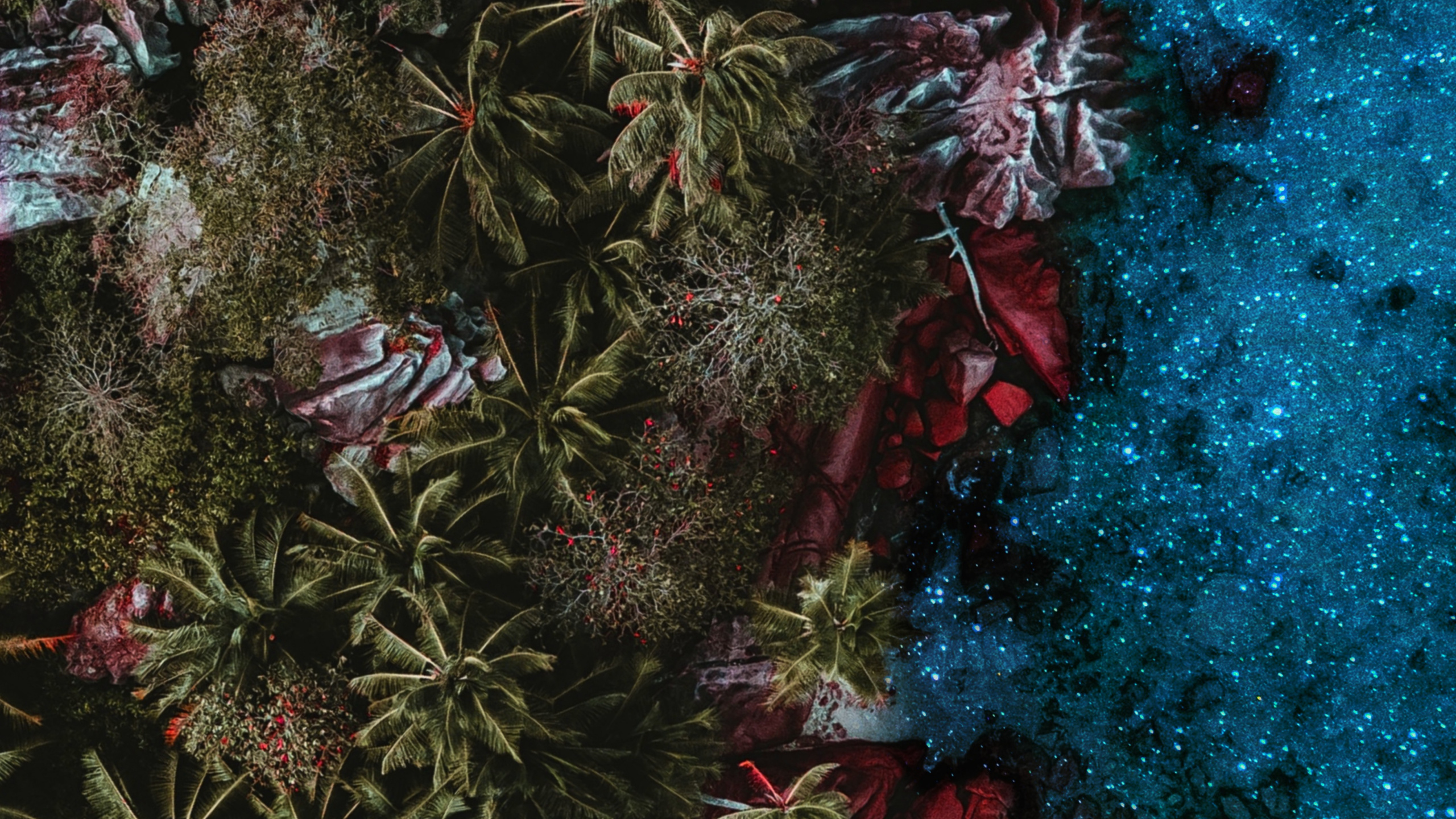 Обои риф, растение, ветвь, розовый, наземное растение в разрешении 2560x1440