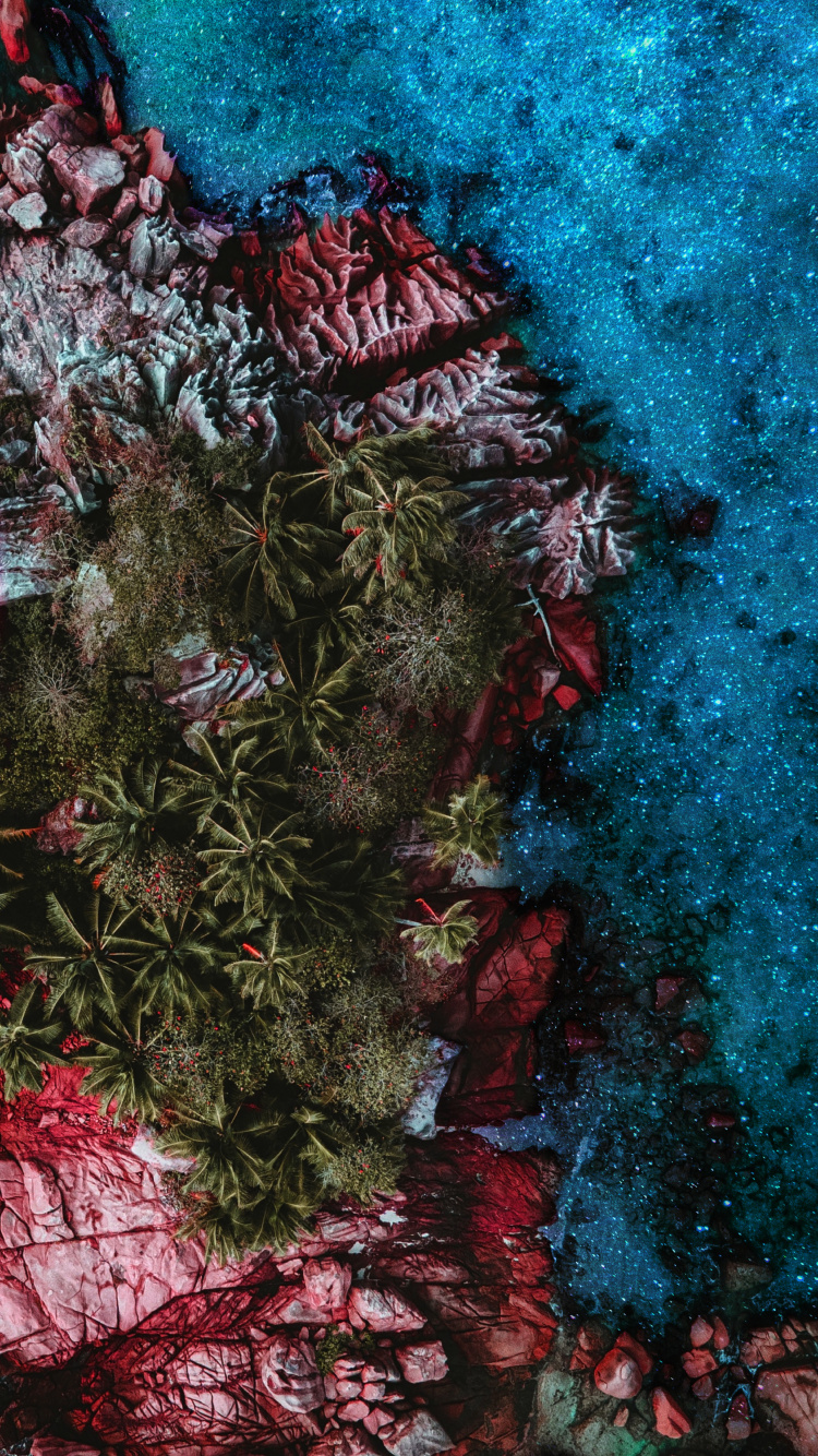 Обои риф, растение, ветвь, розовый, наземное растение в разрешении 750x1334