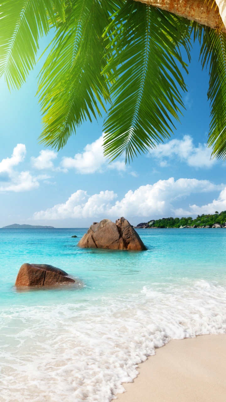 Обои пляж, океан, море, тропическая зона, Пальма в разрешении 720x1280