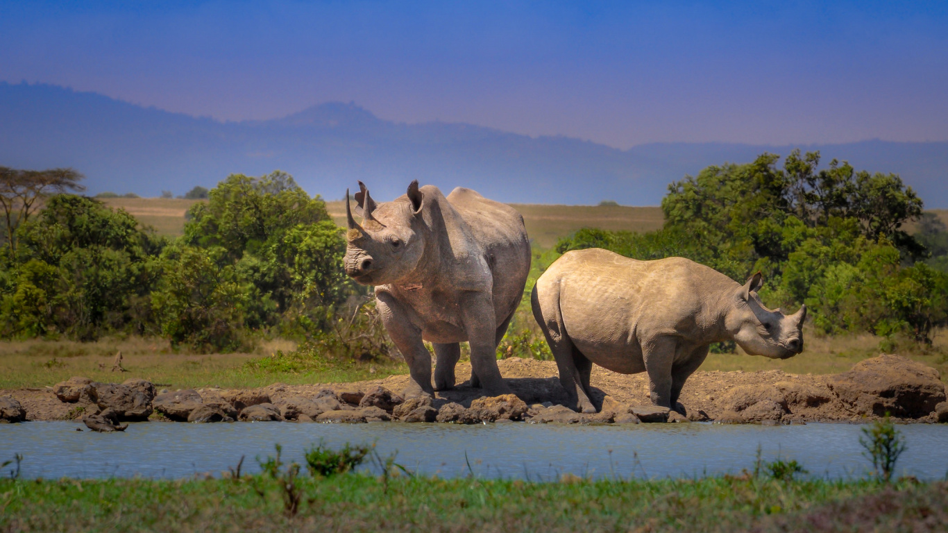 Обои живая природа, носорог, наземные животные, сафари, природный заповедник в разрешении 1366x768