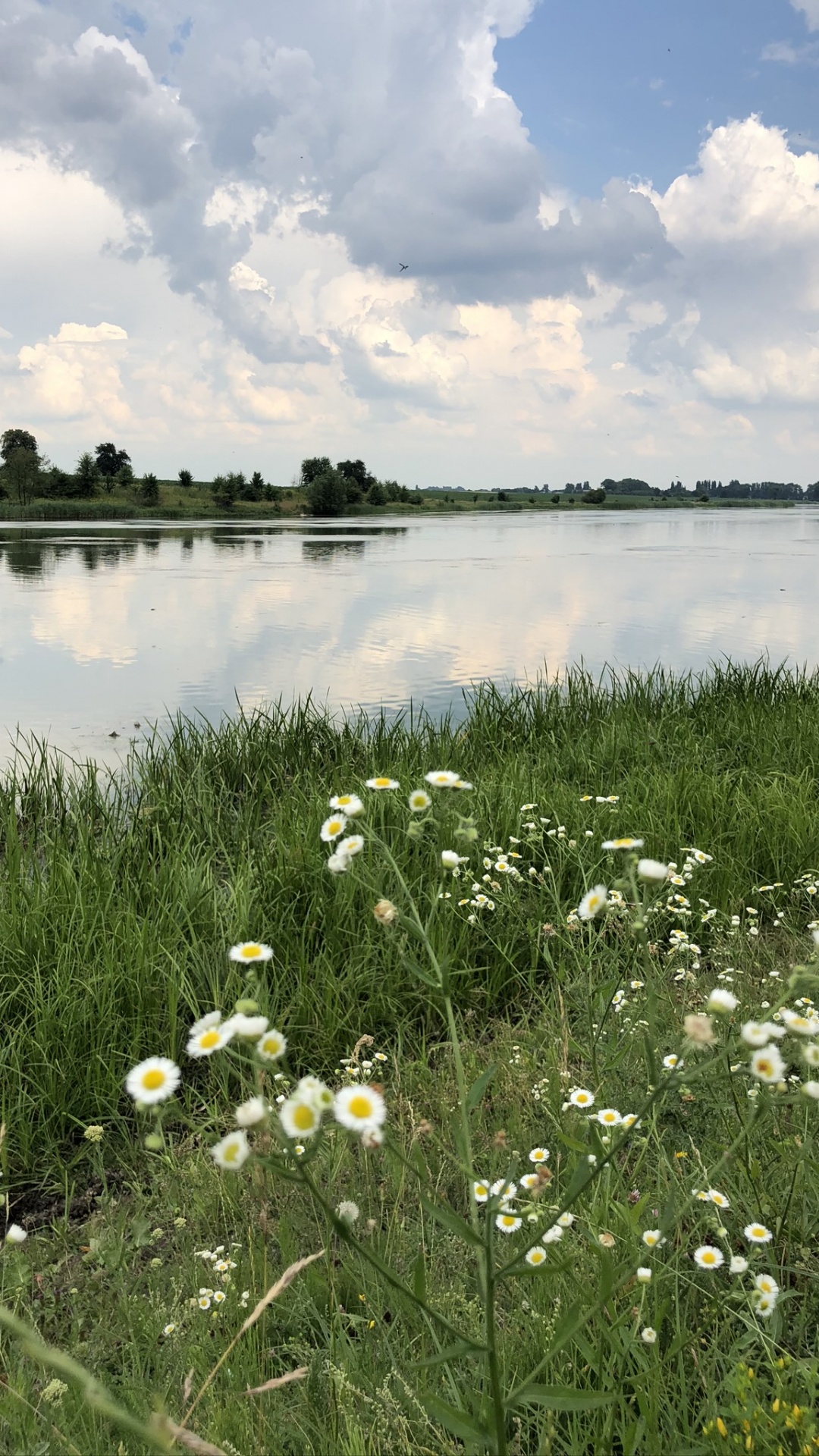 Обои природный заповедник, соленое болото, окружающая среда, растение, природный ландшафт в разрешении 1080x1920