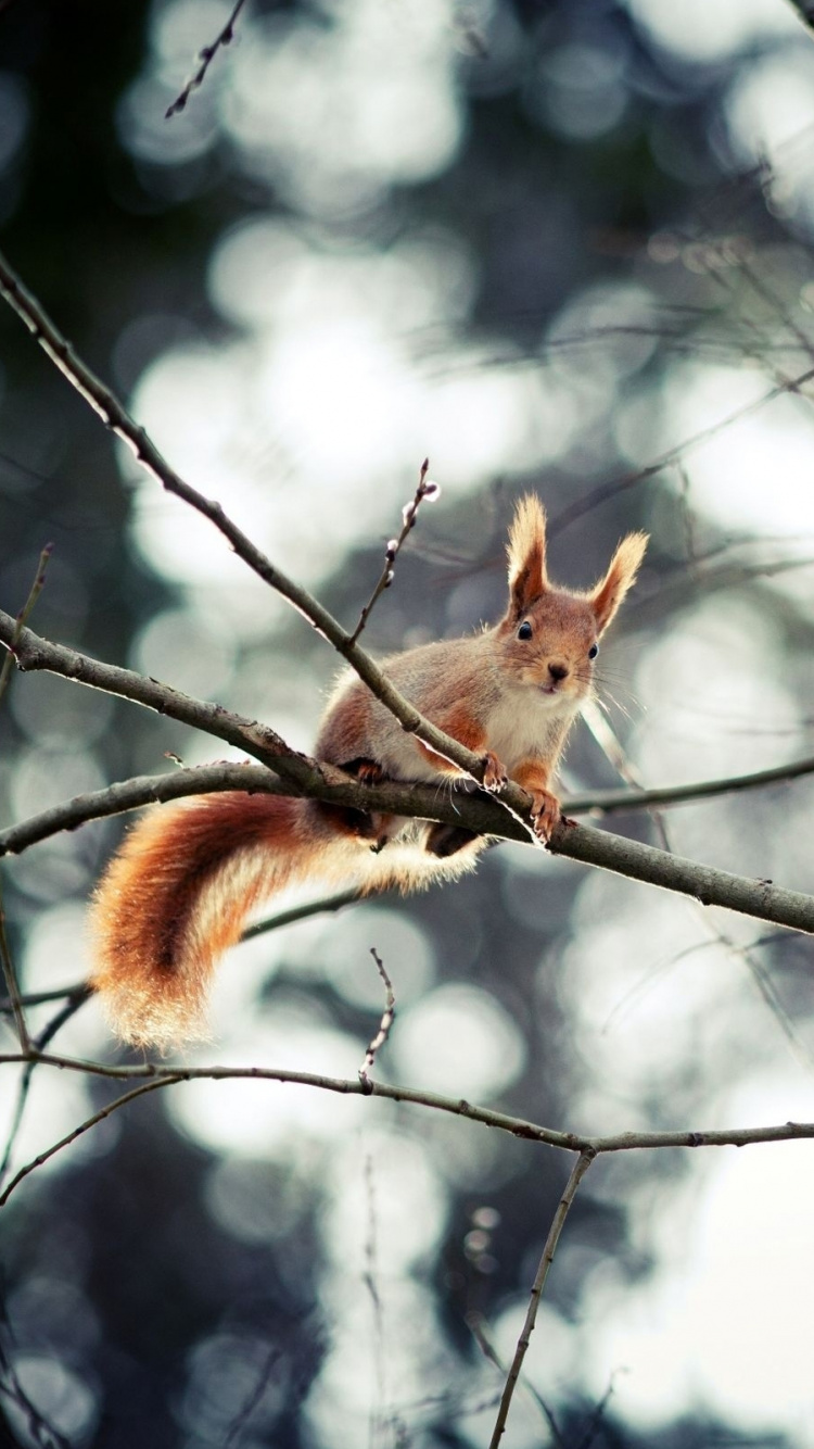 Обои грызун, ветвь, живая природа, дерево, прут в разрешении 750x1334