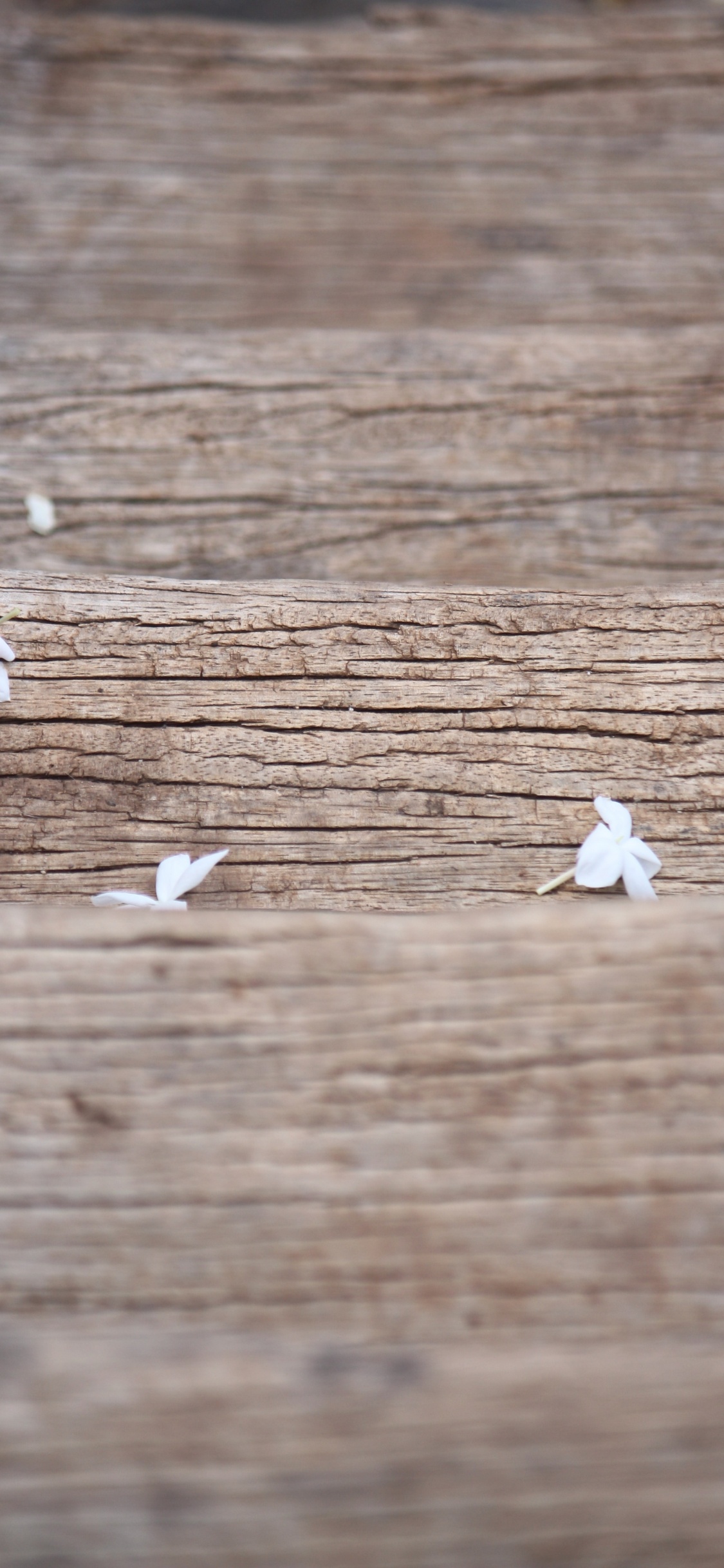 Обои белые, древесина, твердая древесина, морилка, деревянный настил в разрешении 1125x2436