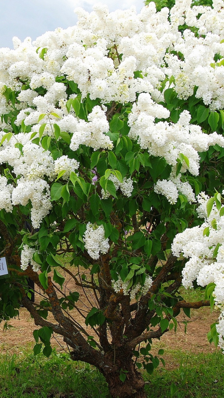 Обои цветковое растение, белые, дерево, весна, бугенвилия в разрешении 720x1280