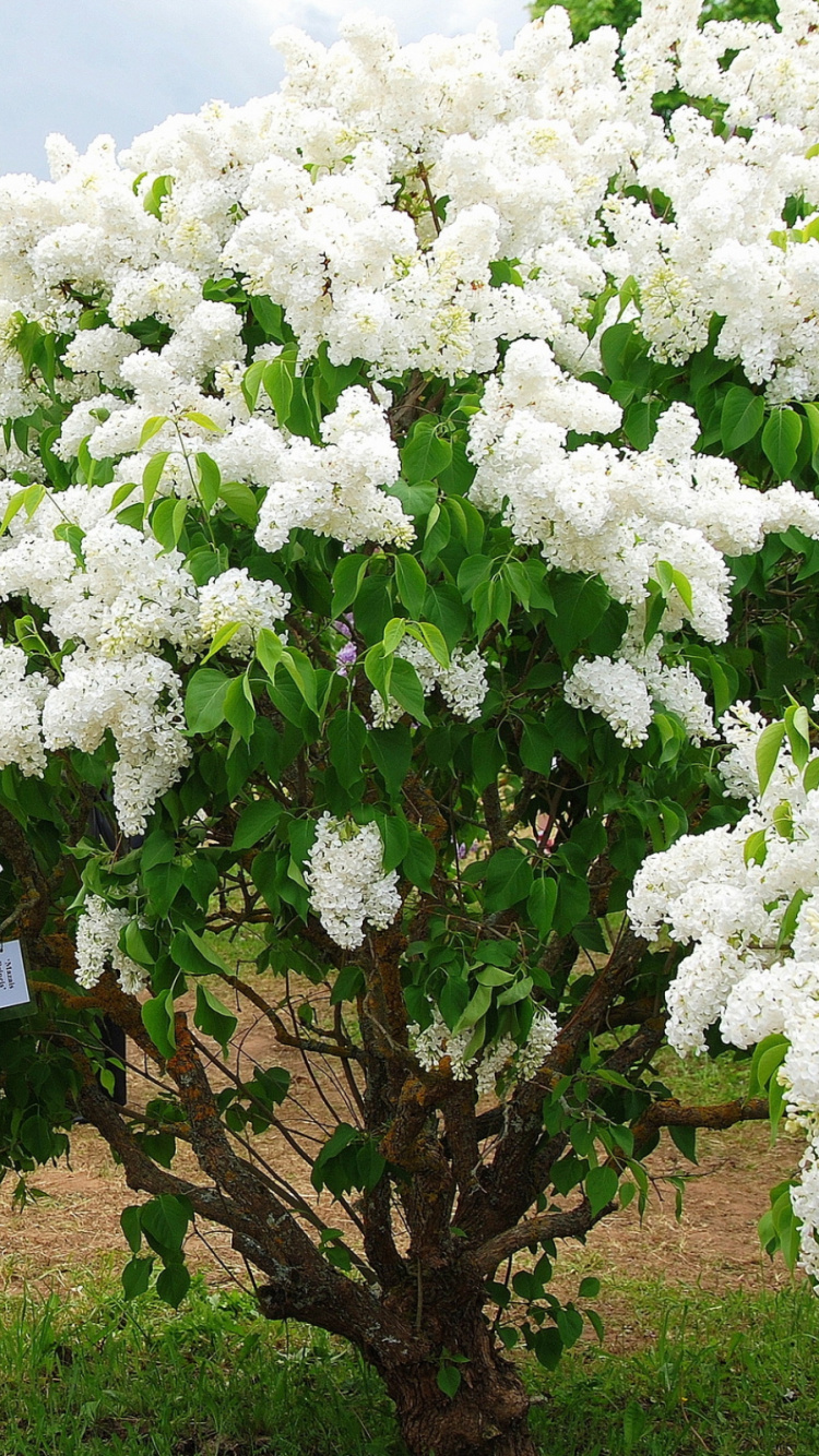 Обои цветковое растение, белые, дерево, весна, бугенвилия в разрешении 750x1334