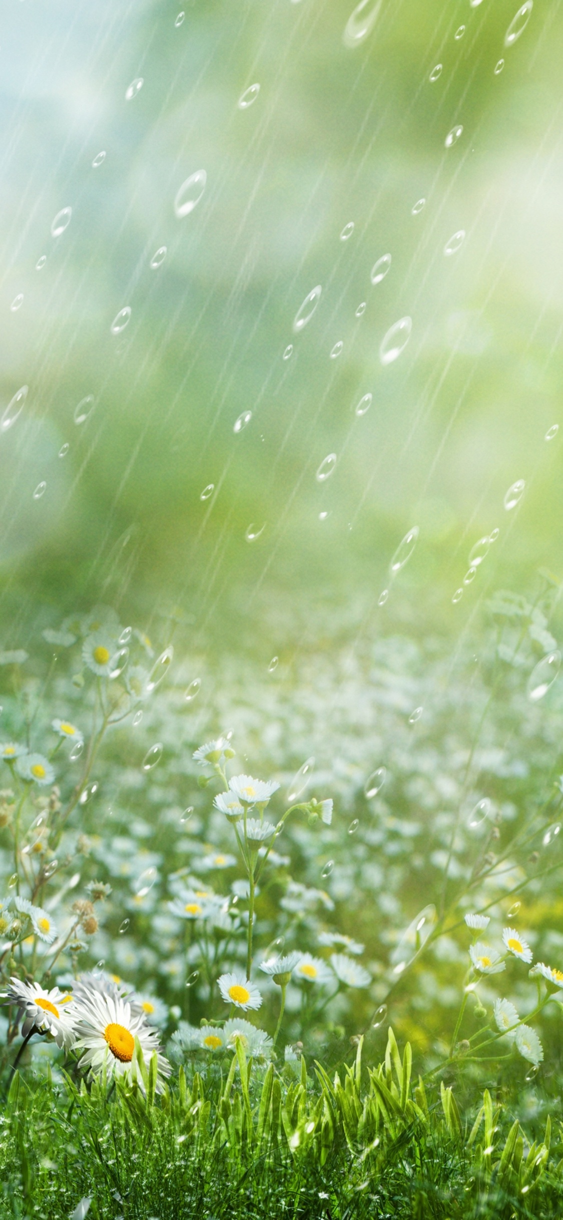 Обои дождь, цветок, растение, Люди в природе, вода в разрешении 1125x2436