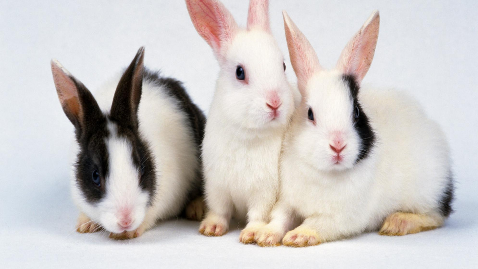 Обои кролик, морда, кролей и Зайцев, черный и белый кролик, Новая Зеландия кролик в разрешении 1920x1080