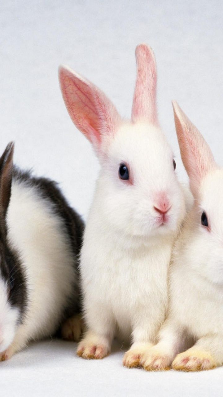 Обои кролик, морда, кролей и Зайцев, черный и белый кролик, Новая Зеландия кролик в разрешении 720x1280