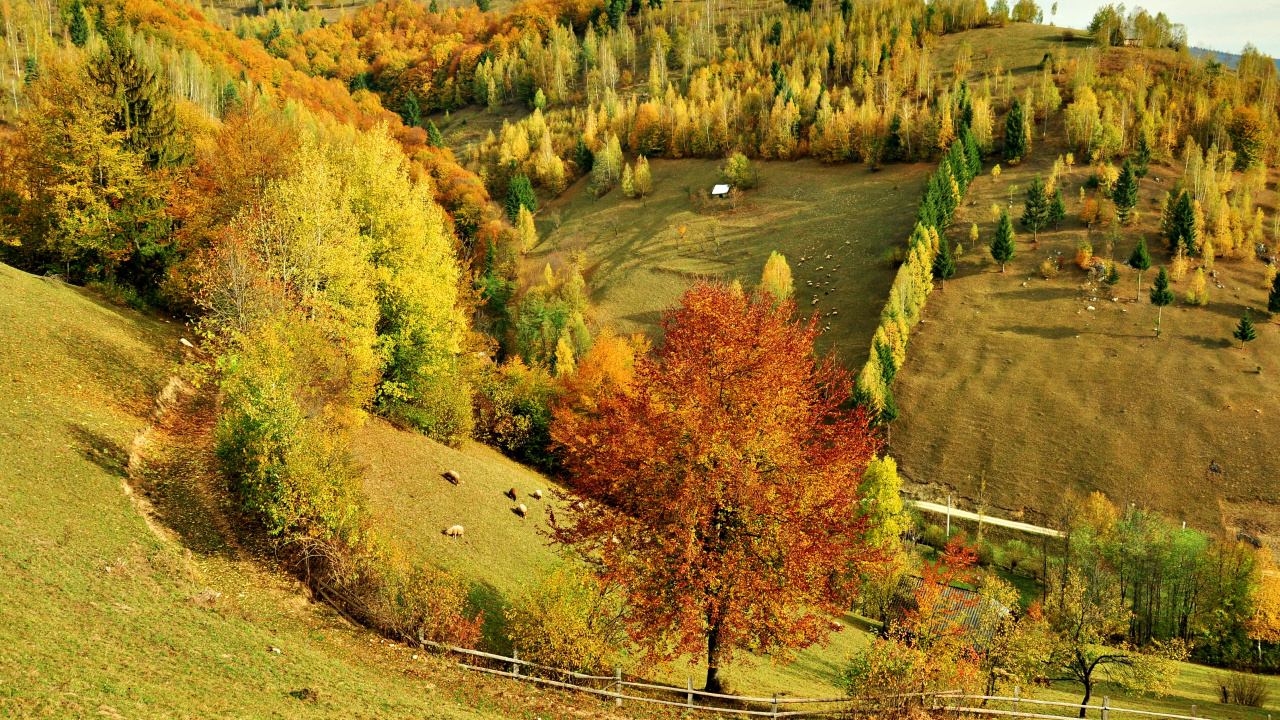 Обои природа, дерево, холм, лист, осень в разрешении 1280x720