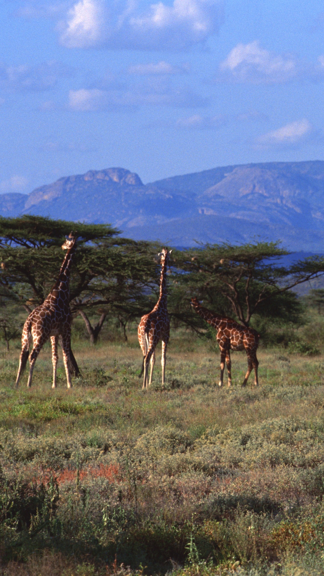 Обои живая природа, Северный жираф, Жираф, наземные животные, Саванна в разрешении 1080x1920