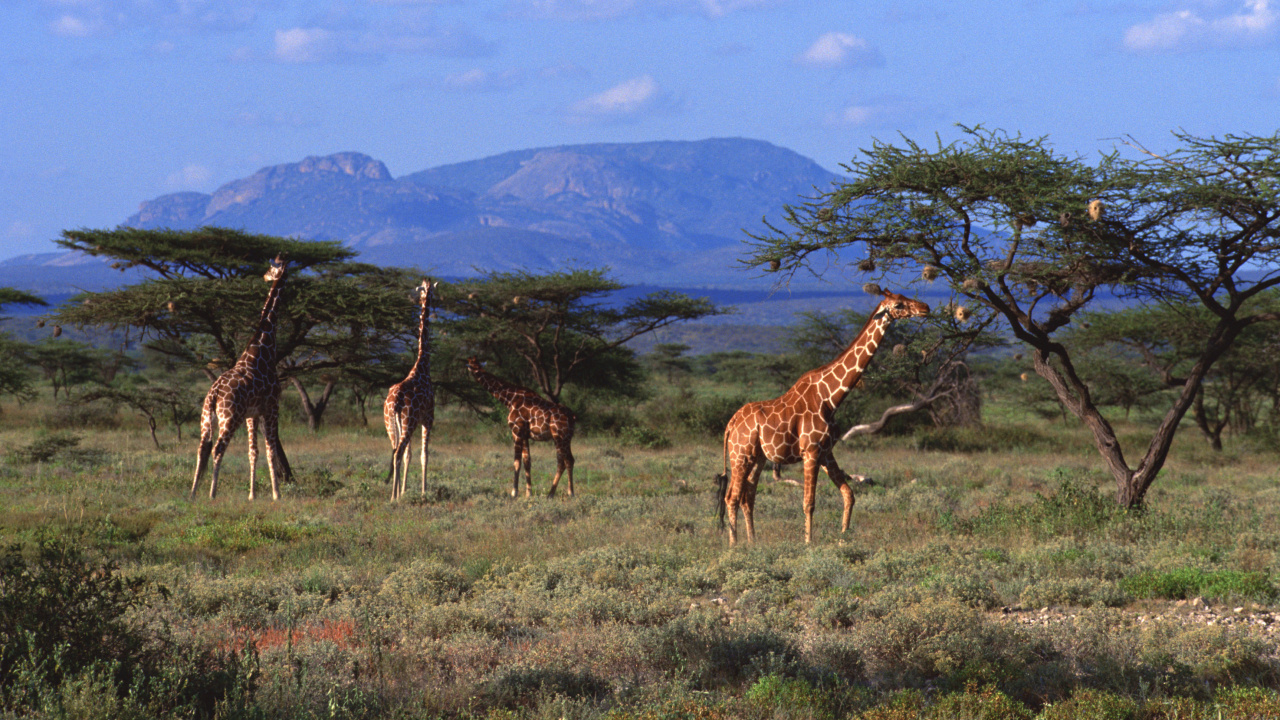 Обои живая природа, Северный жираф, Жираф, наземные животные, Саванна в разрешении 1280x720