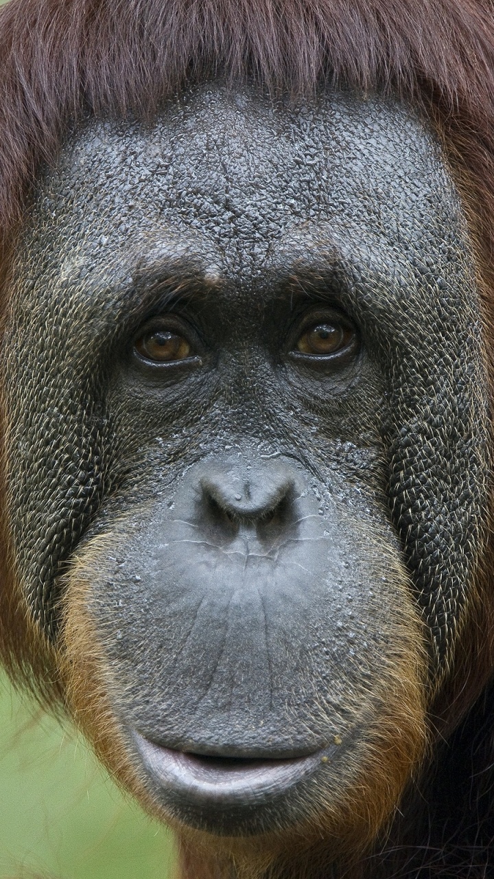 Обои примас, шимпанзе, орангутанг, обезьяна, животных в разрешении 720x1280
