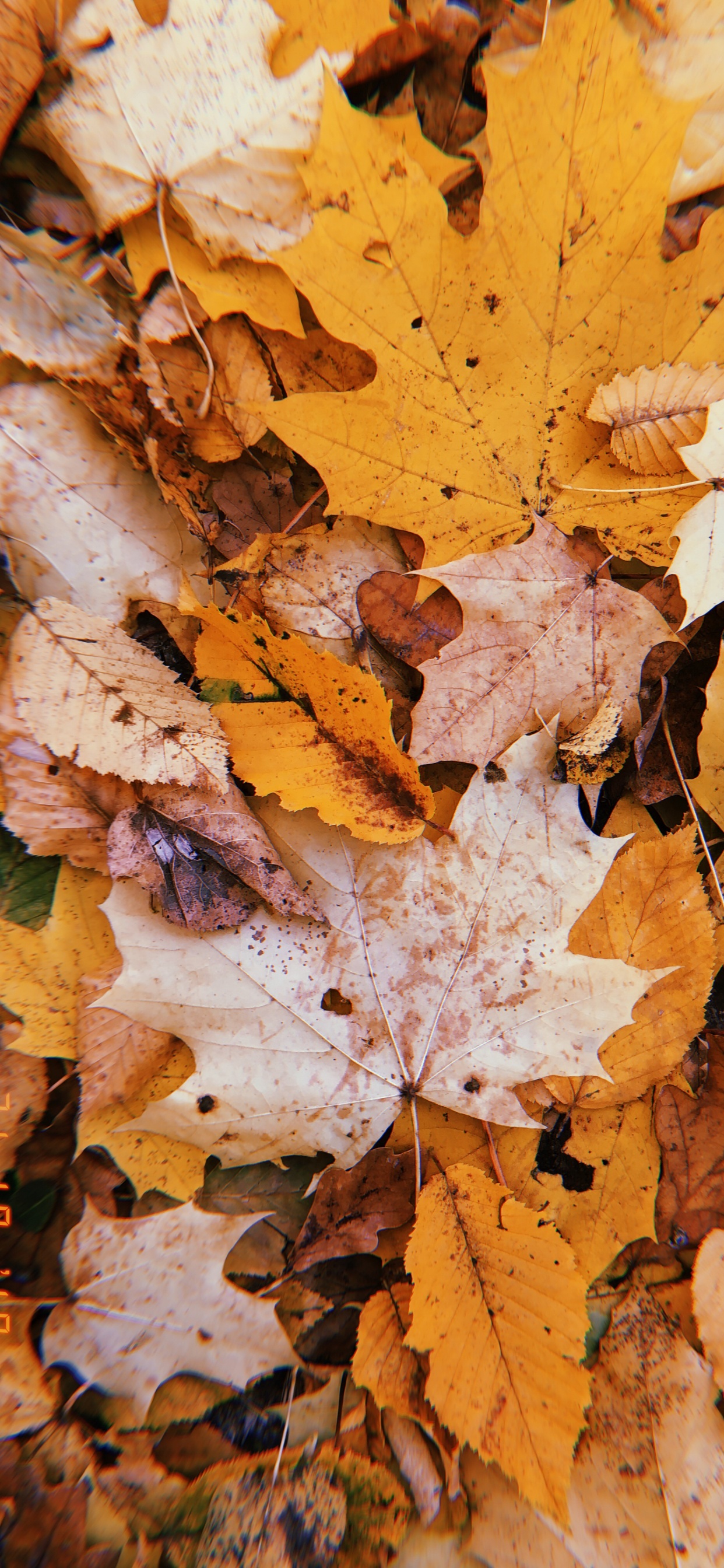 Обои лист, осень, прут, наука, биология в разрешении 1242x2688