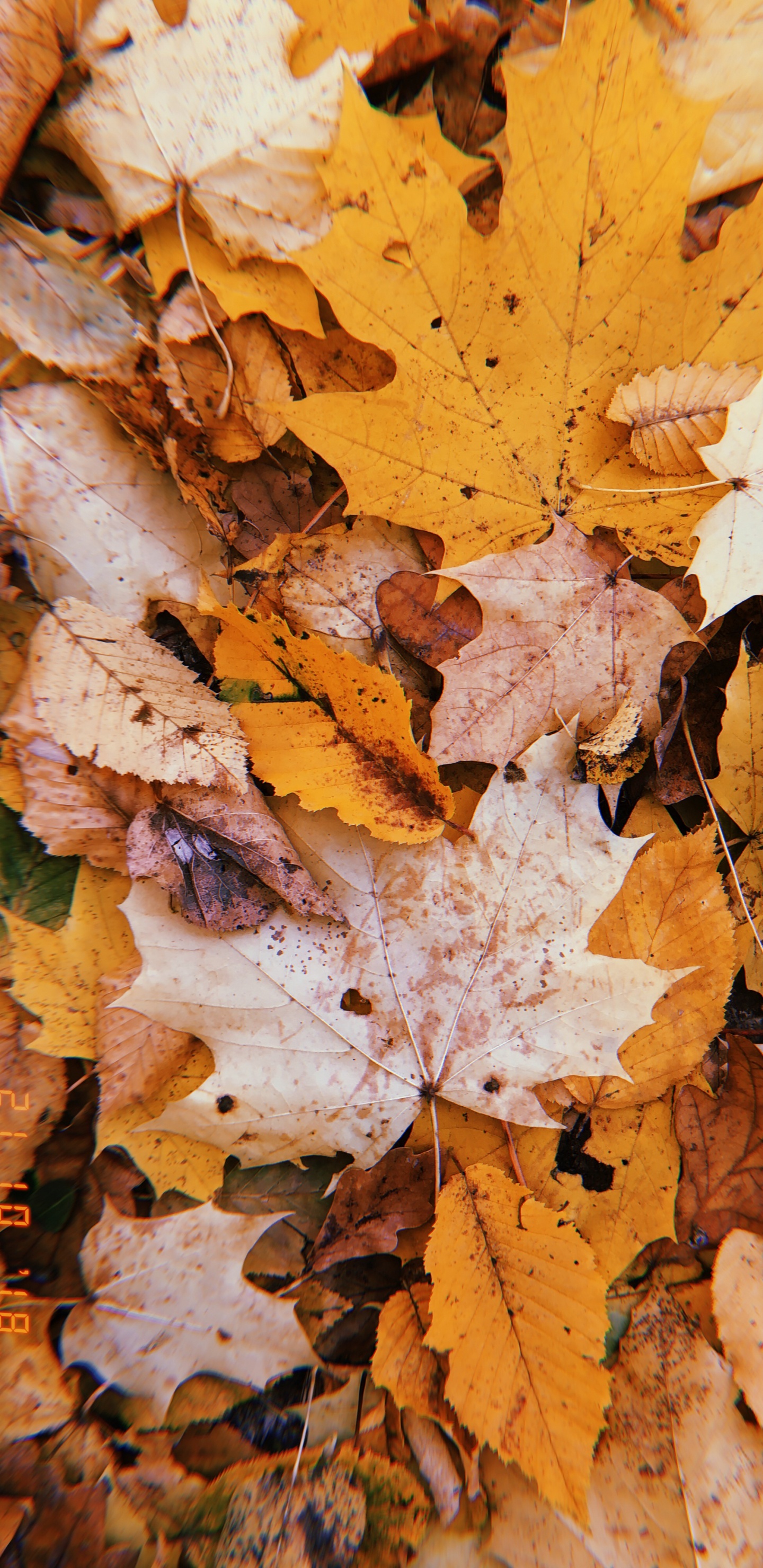 Обои лист, осень, прут, наука, биология в разрешении 1440x2960