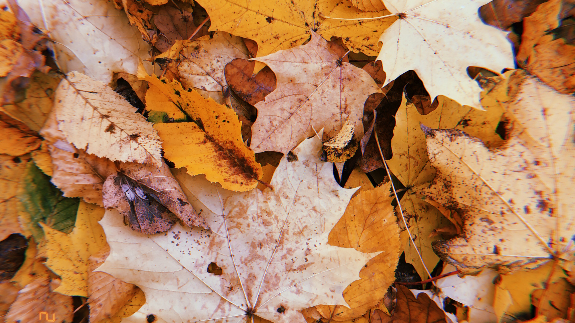 Обои лист, осень, прут, наука, биология в разрешении 1920x1080