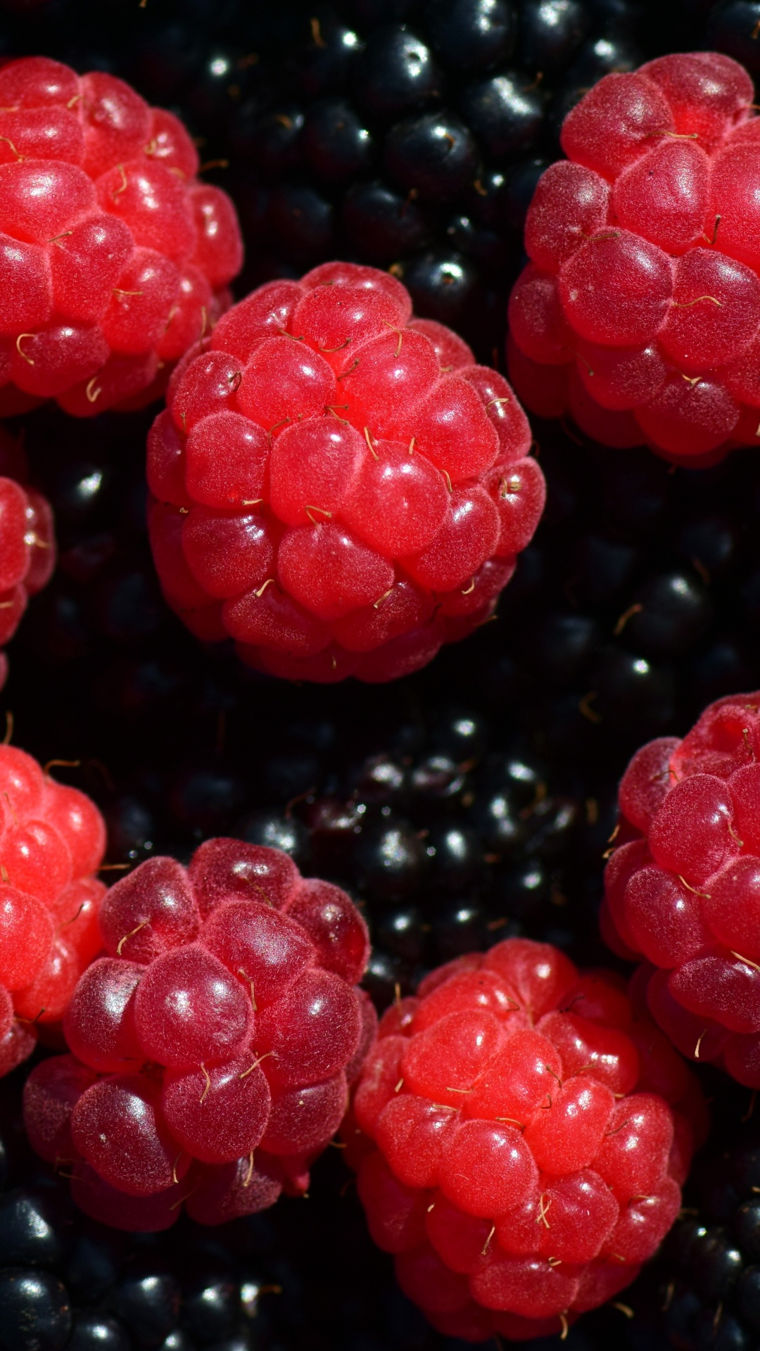 Обои ягоды, Blackberry, природные продукты, фрукты, пища в разрешении 1080x1920