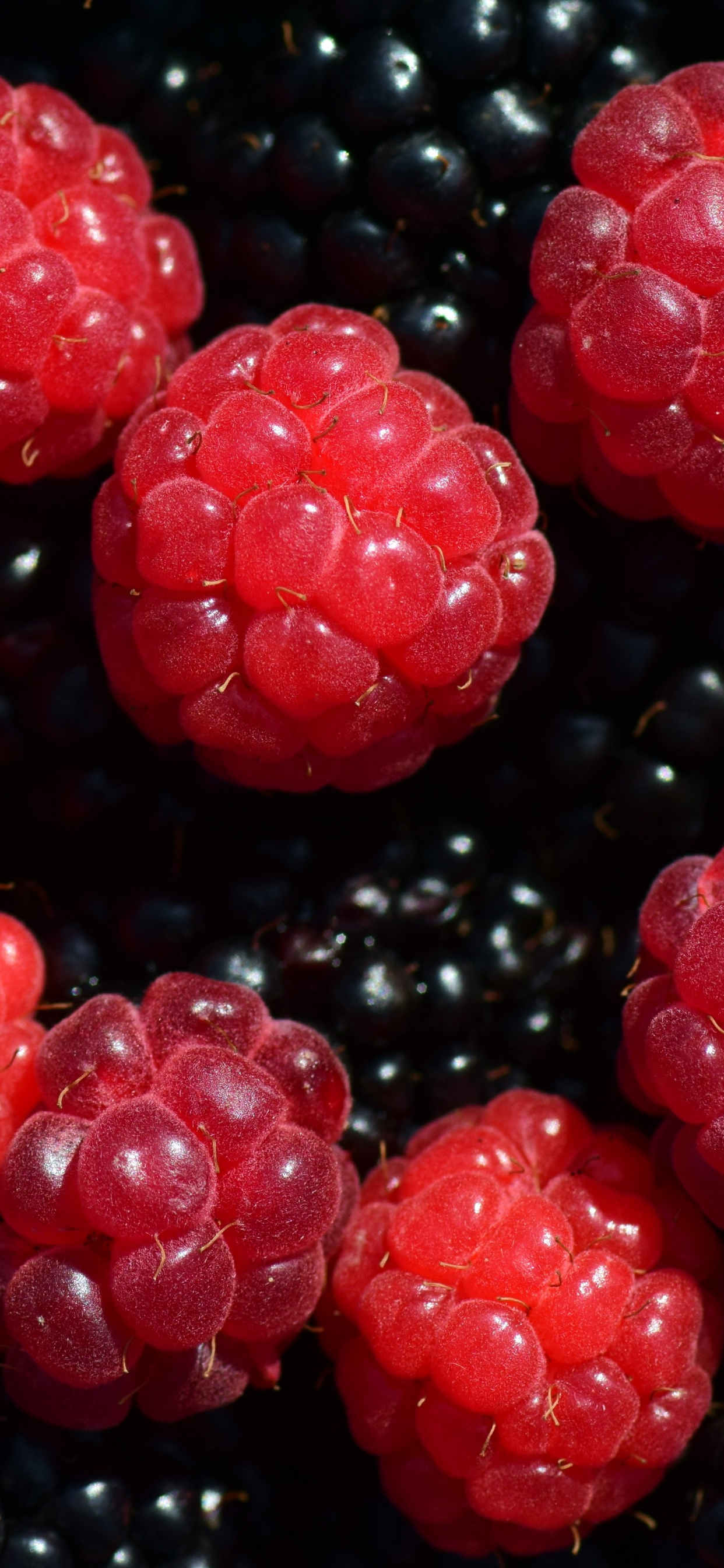 Обои ягоды, Blackberry, природные продукты, фрукты, пища в разрешении 1242x2688