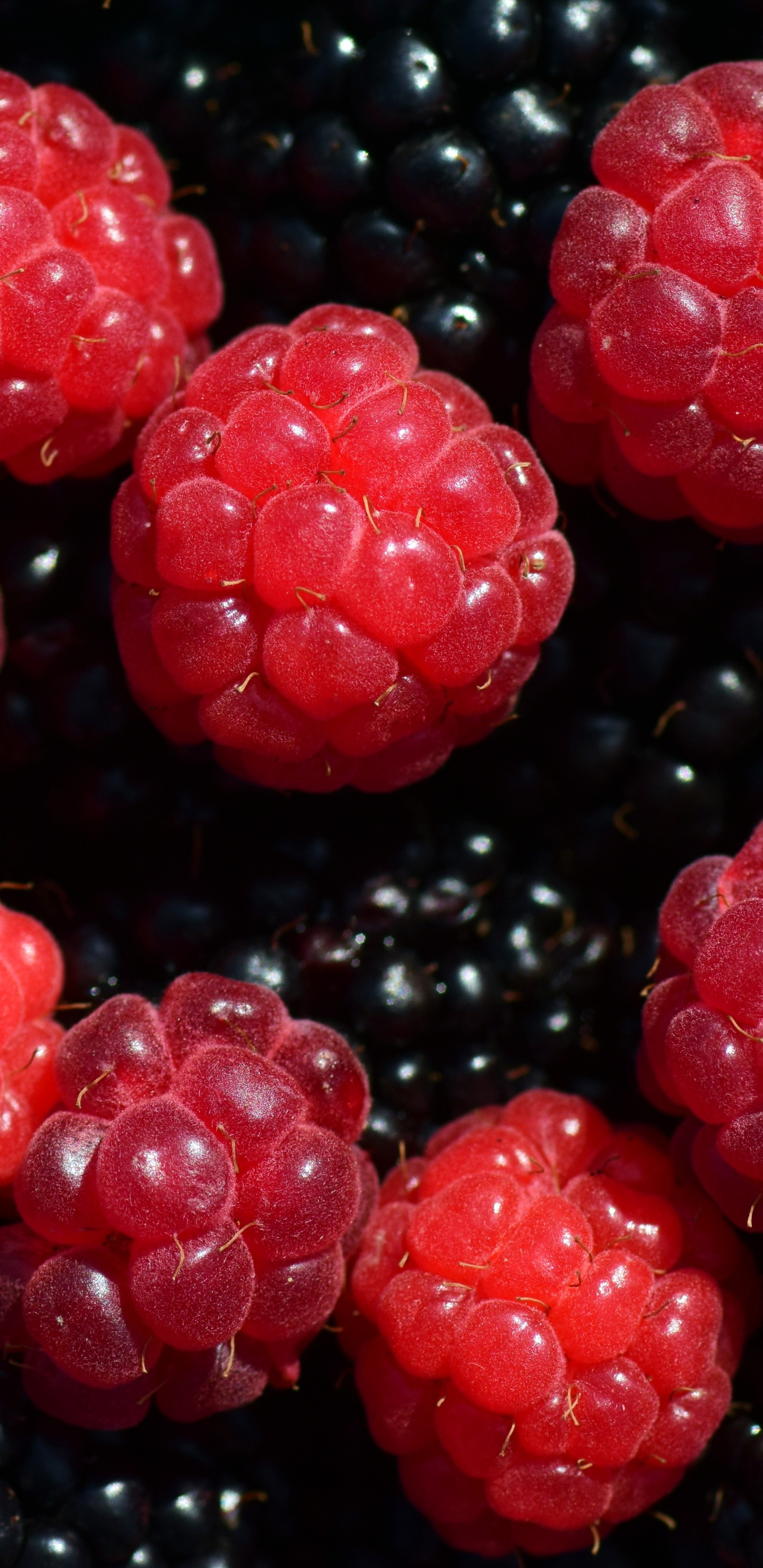 Обои ягоды, Blackberry, природные продукты, фрукты, пища в разрешении 1440x2960
