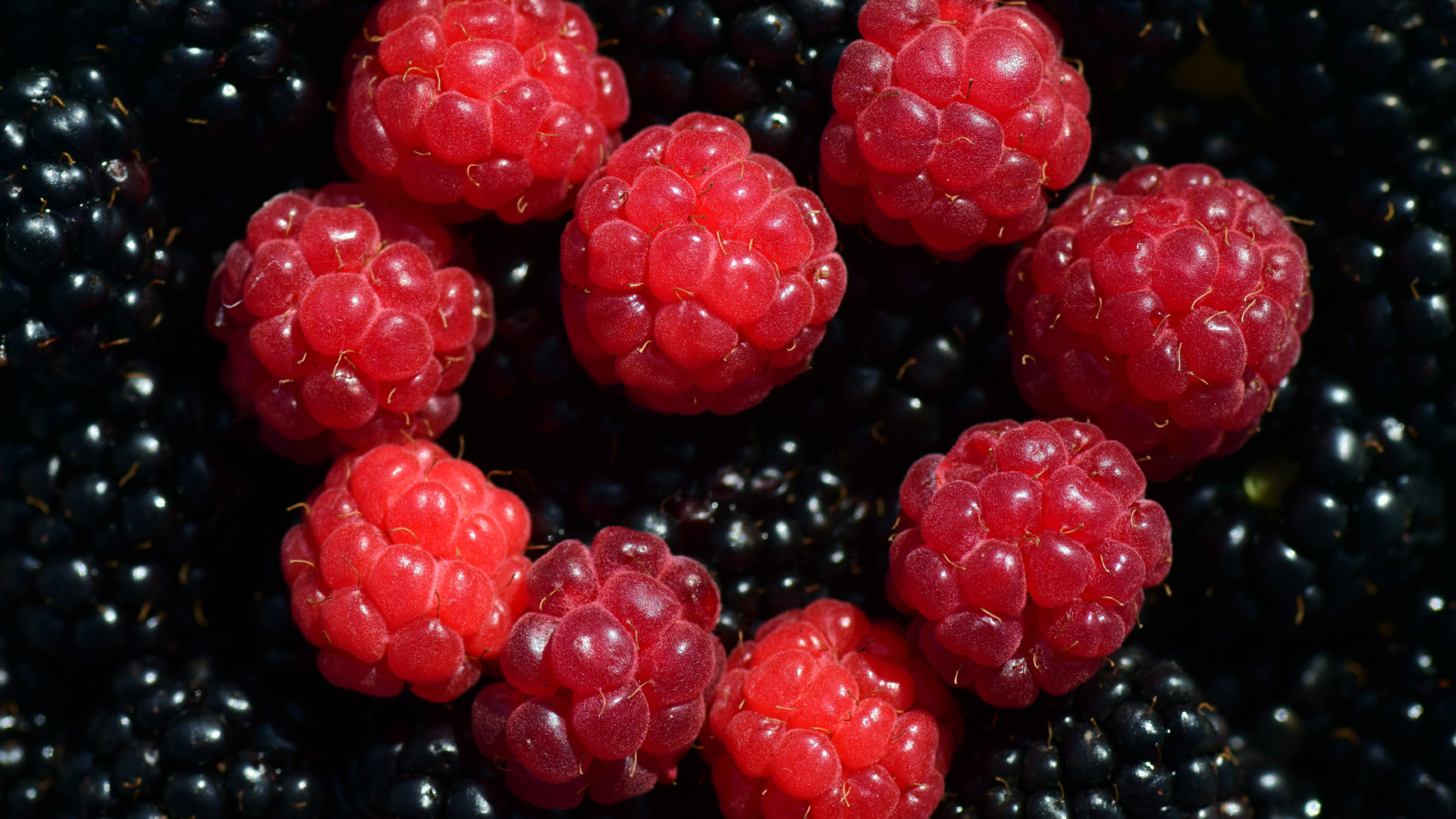 Обои ягоды, Blackberry, природные продукты, фрукты, пища в разрешении 1920x1080