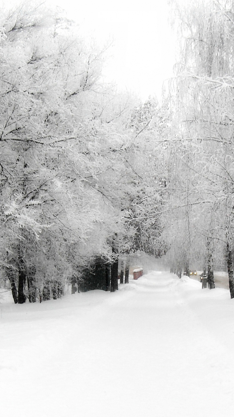 Обои снег, зима, белые, дерево, природа в разрешении 750x1334