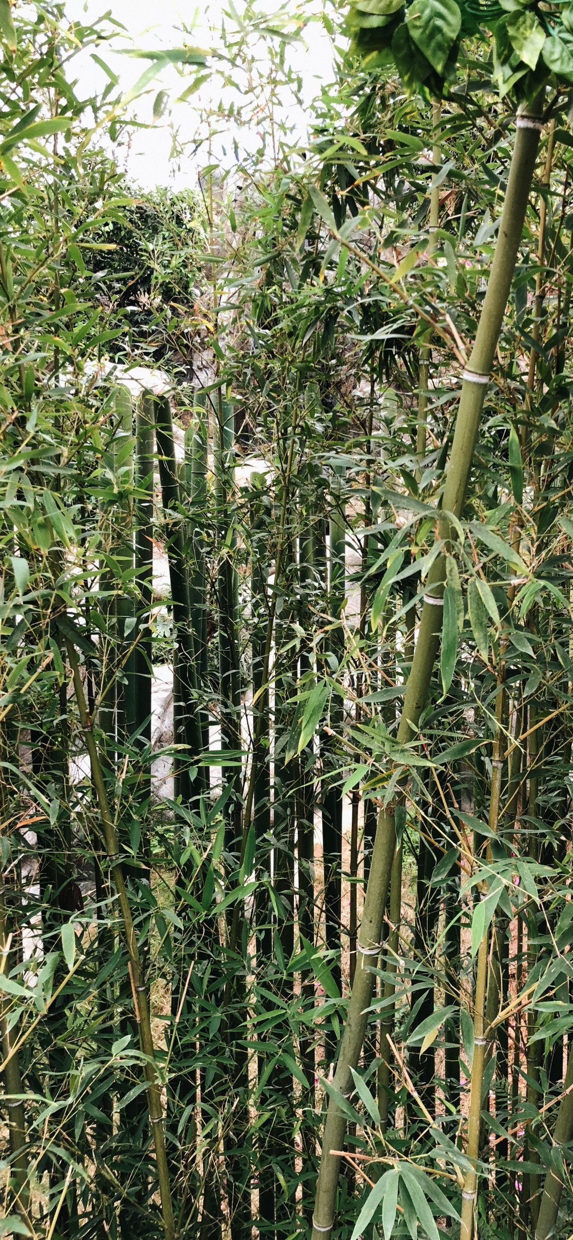 Обои растительность, кустарник, трава, ботаники, наземное растение в разрешении 1125x2436