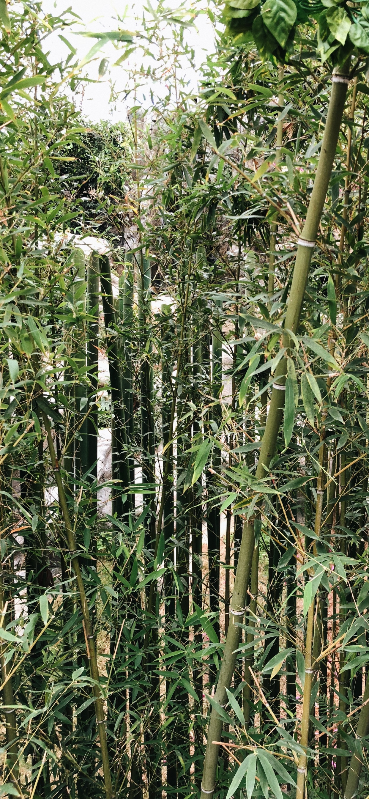 Обои растительность, кустарник, трава, ботаники, наземное растение в разрешении 1242x2688