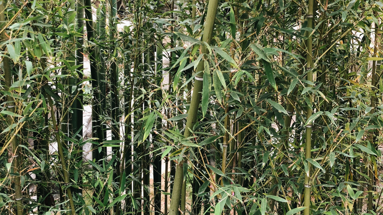 Обои растительность, кустарник, трава, ботаники, наземное растение в разрешении 1280x720