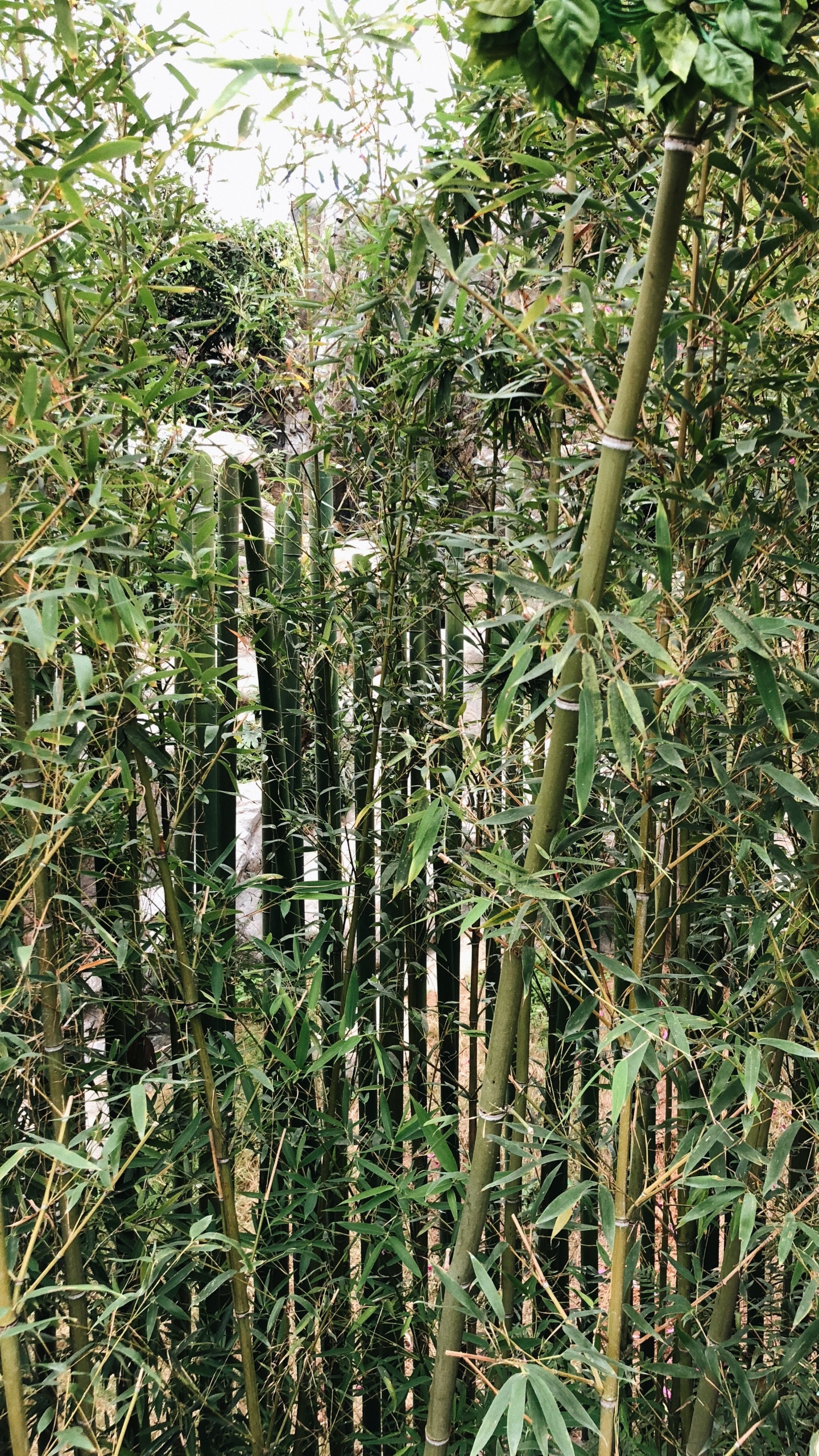 Обои растительность, кустарник, трава, ботаники, наземное растение в разрешении 1440x2560