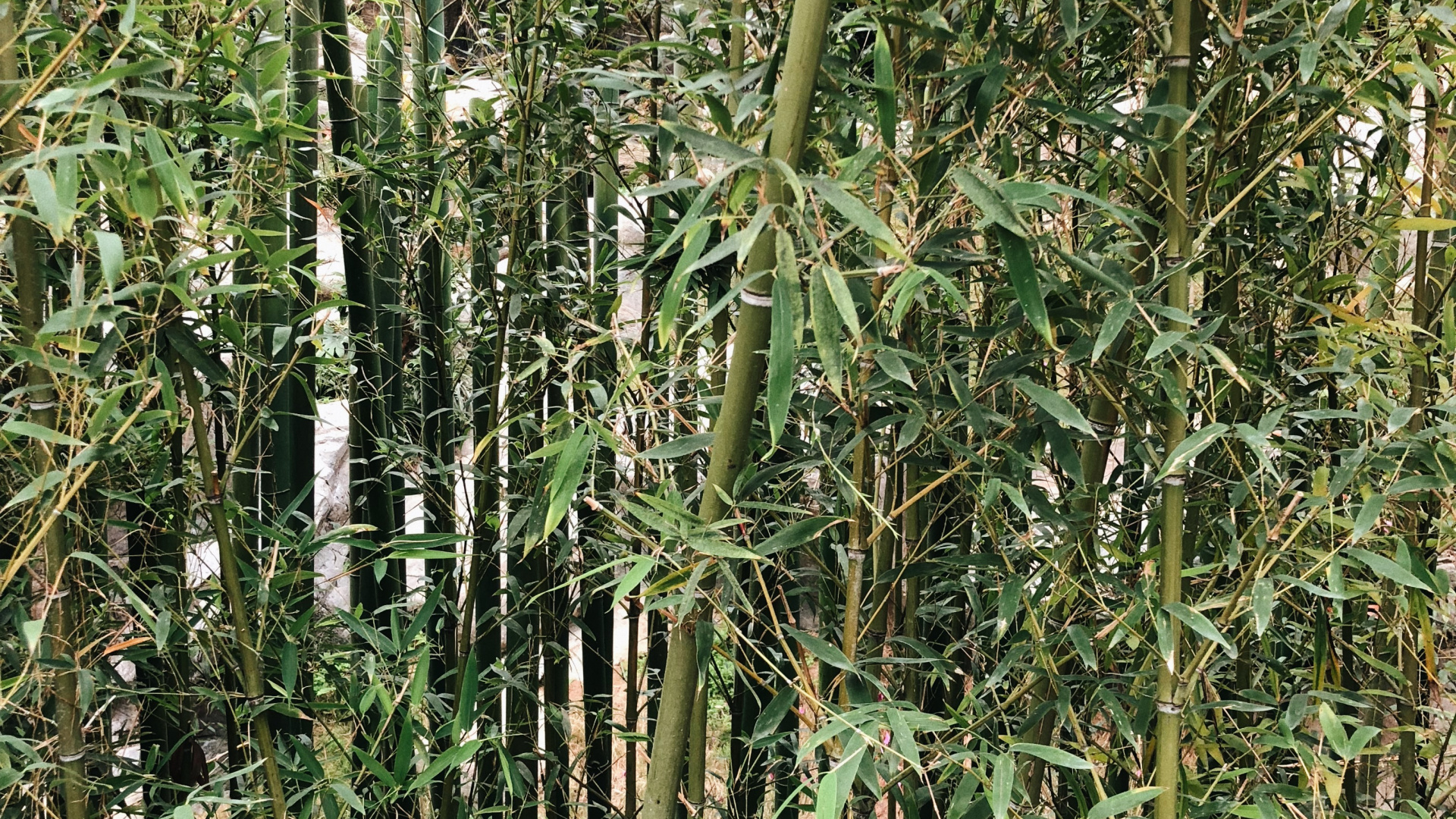 Обои растительность, кустарник, трава, ботаники, наземное растение в разрешении 1920x1080