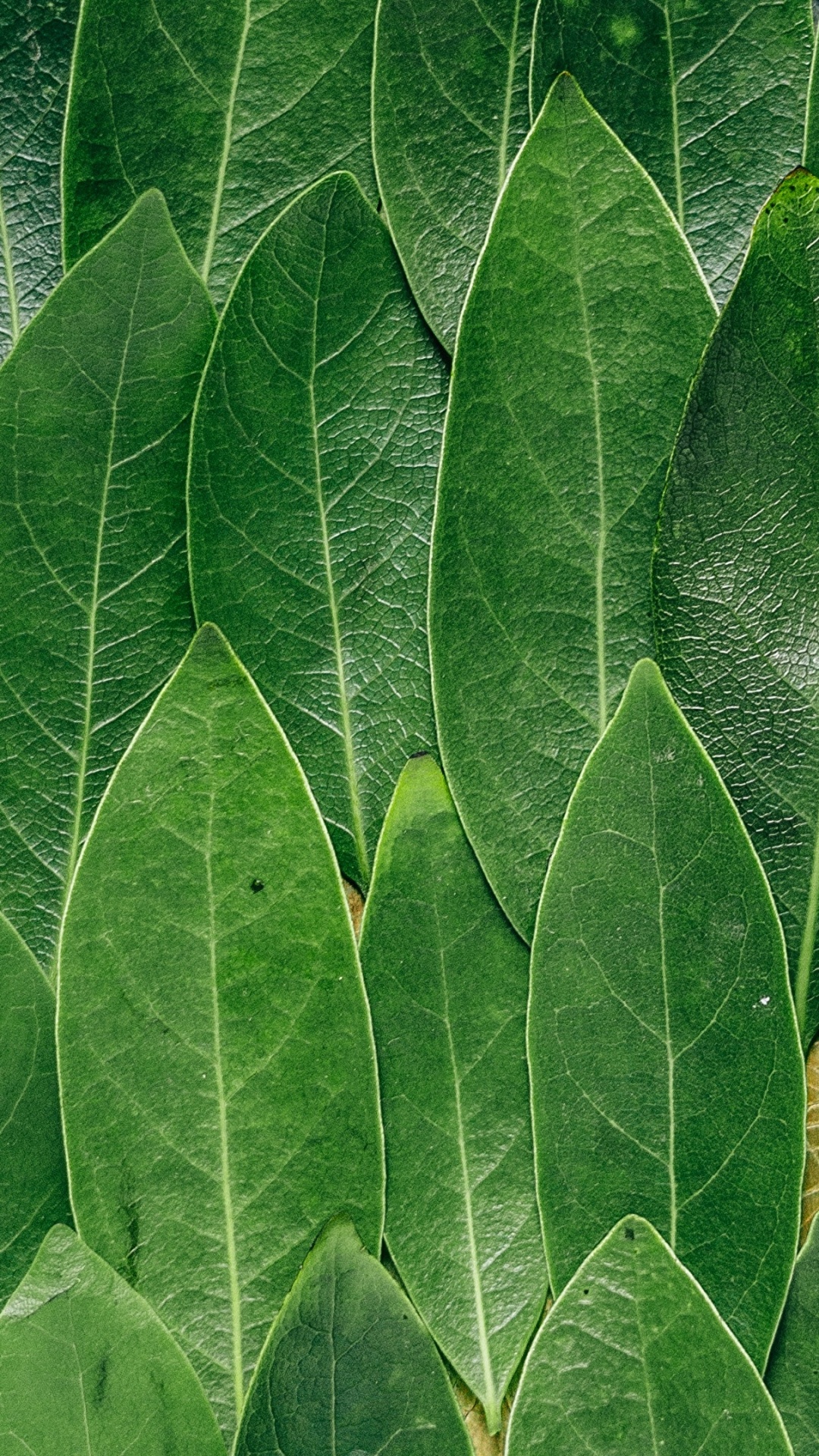 Обои лист, зеленый, растение, страусиный папоротник, трава в разрешении 1080x1920