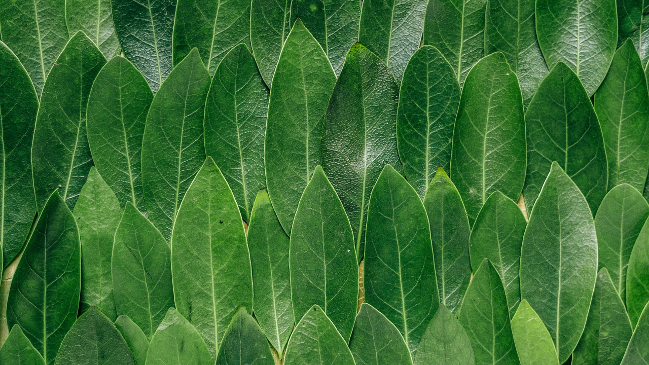 Обои лист, зеленый, растение, страусиный папоротник, трава в разрешении 1280x720