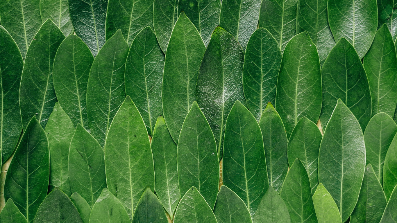 Обои лист, зеленый, растение, страусиный папоротник, трава в разрешении 1366x768