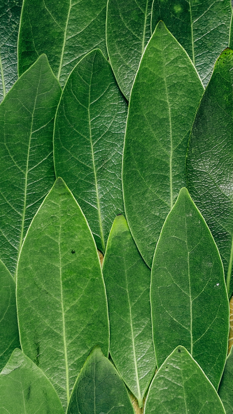 Обои лист, зеленый, растение, страусиный папоротник, трава в разрешении 750x1334
