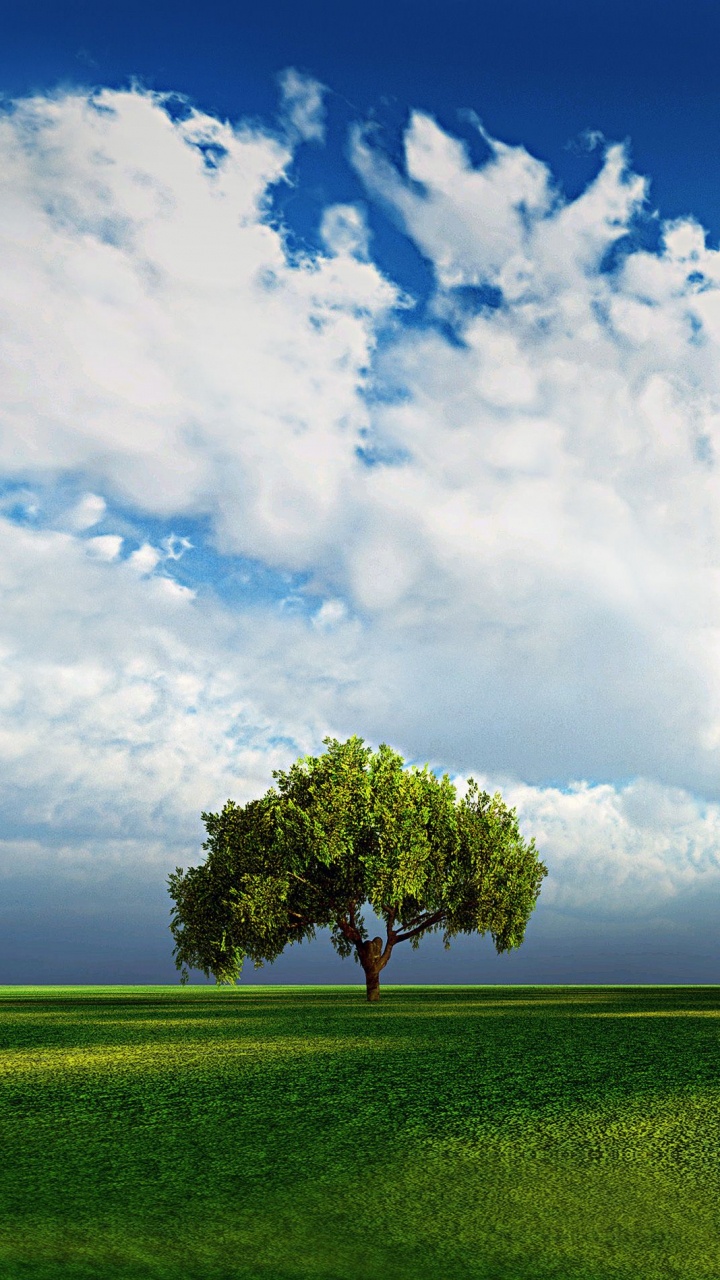 Обои природный ландшафт, зеленый, природа, дерево, сенокосное угодье в разрешении 720x1280