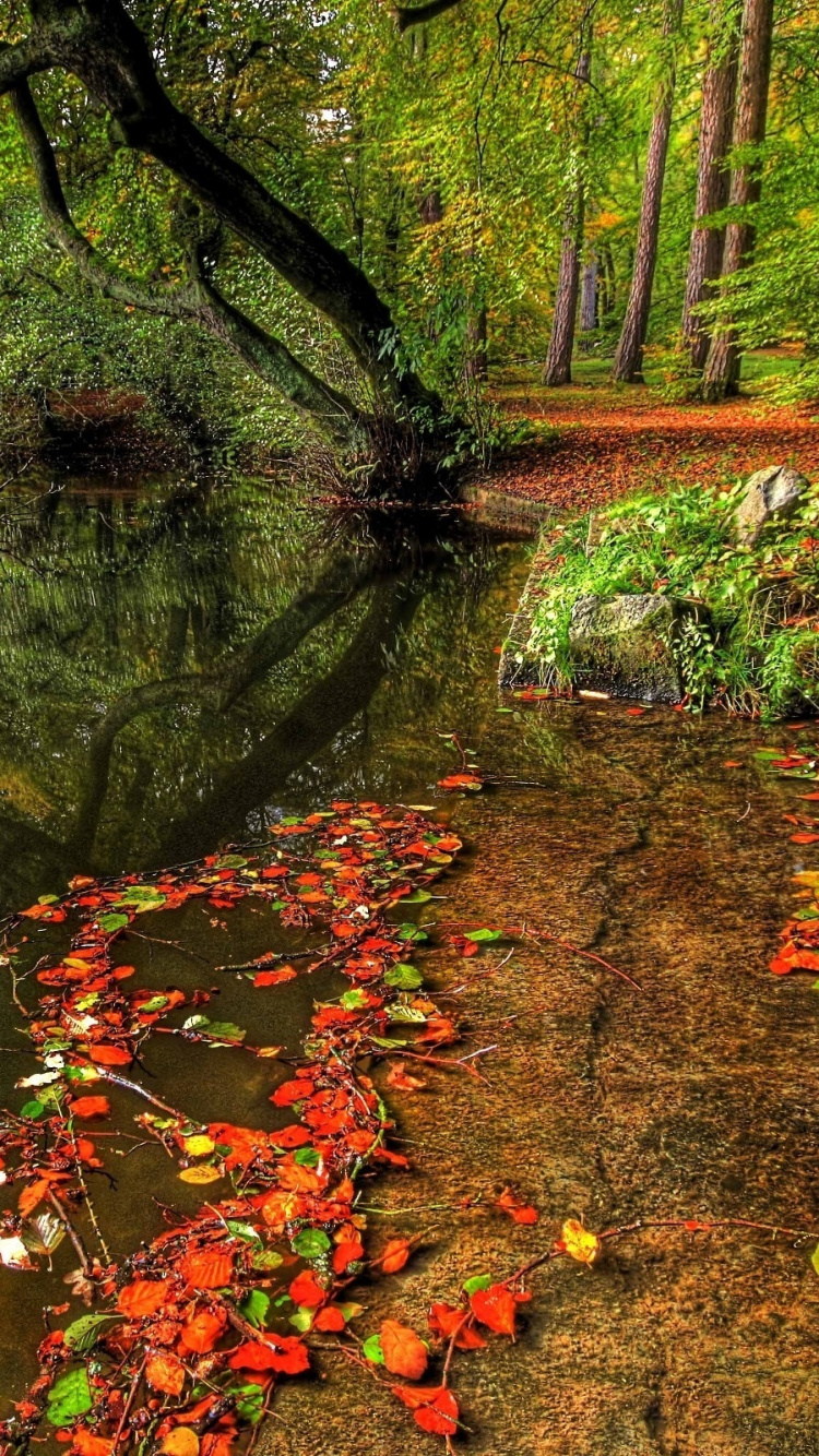 Обои осень, дерево, природа, лист, растительность в разрешении 750x1334