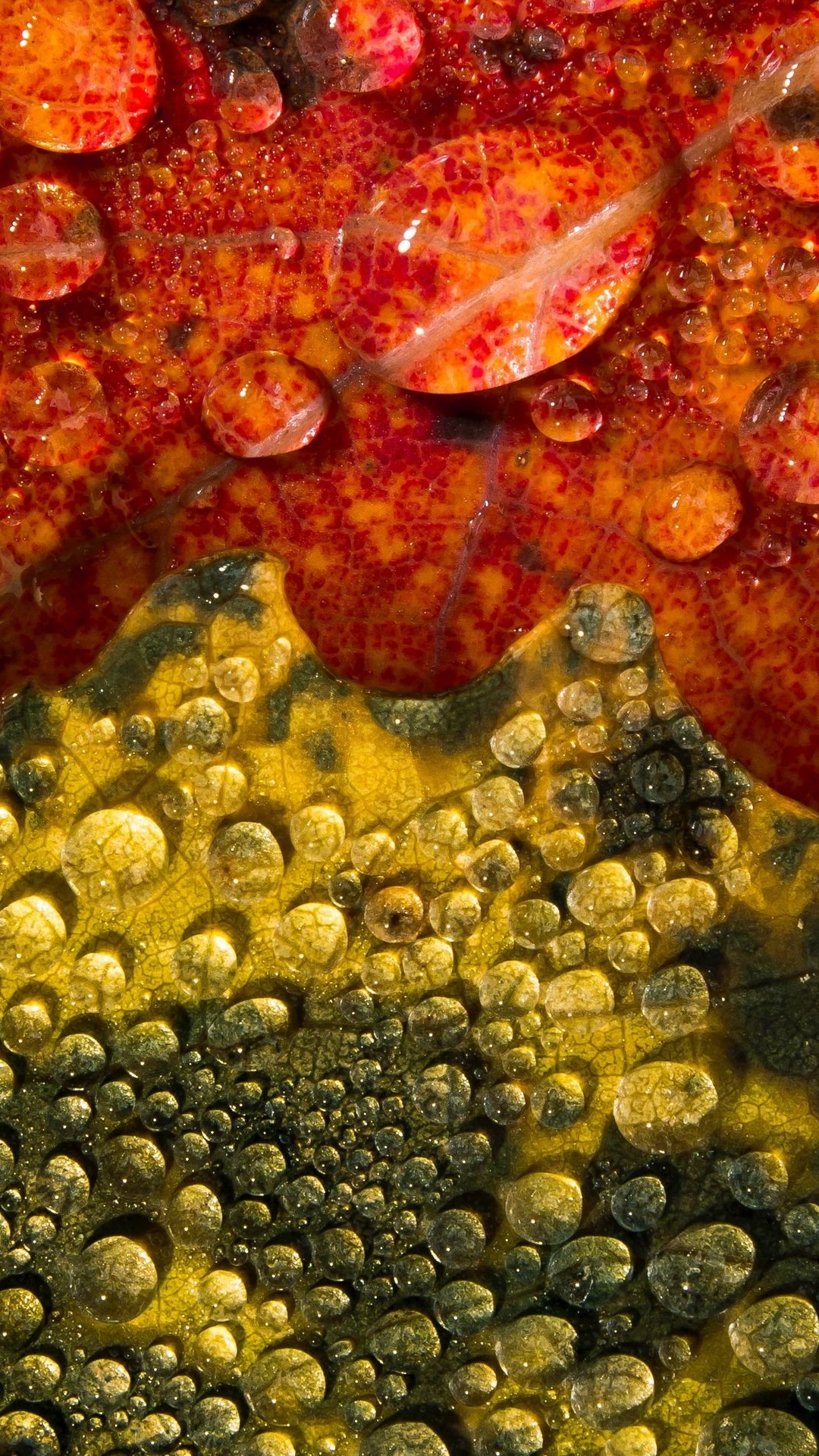 Обои морская биология, коралловый риф, коралловый риф рыбы, природа, морские беспозвоночные в разрешении 1080x1920