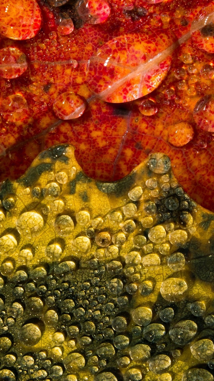 Обои морская биология, коралловый риф, коралловый риф рыбы, природа, морские беспозвоночные в разрешении 720x1280