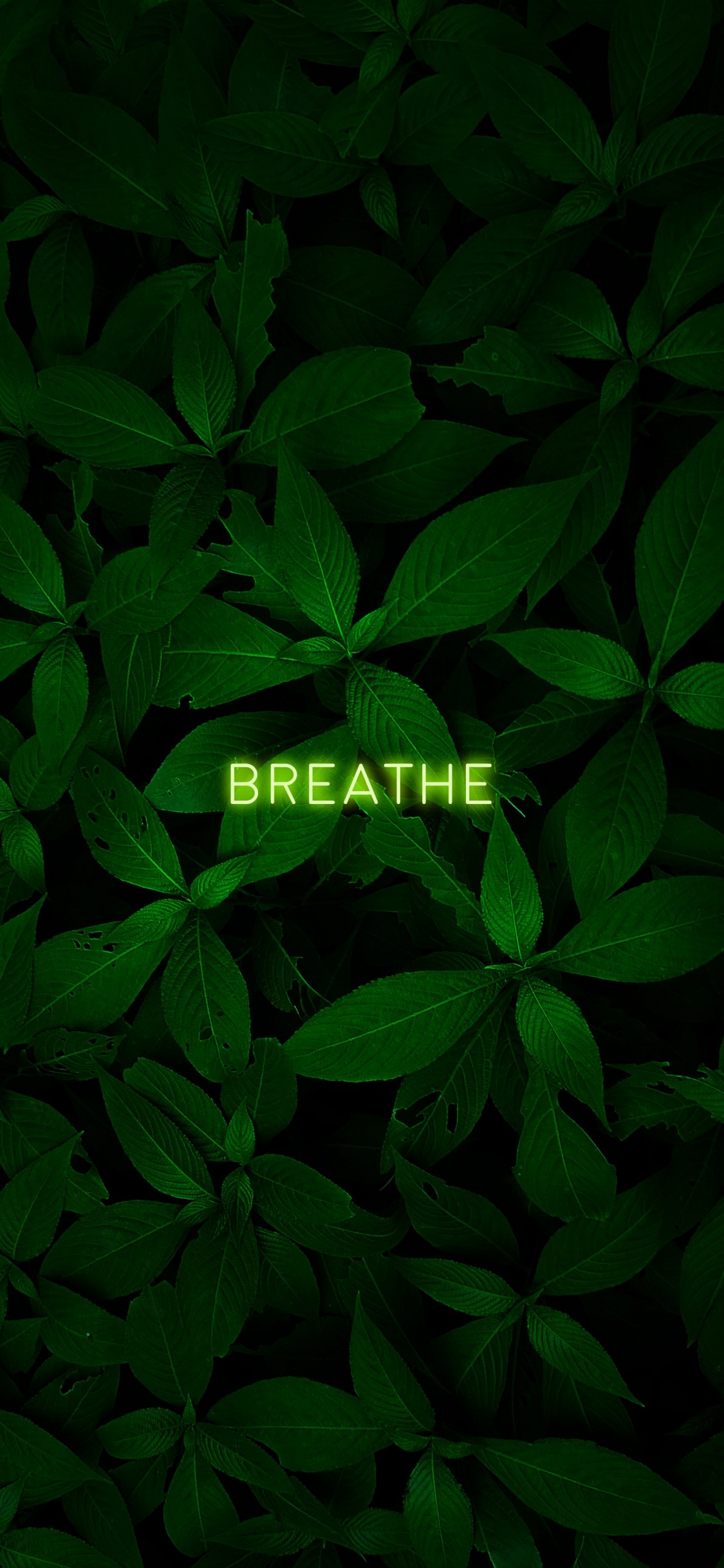 Обои лист, растение, наземное растение, почвопокровная, цветковое растение в разрешении 1125x2436