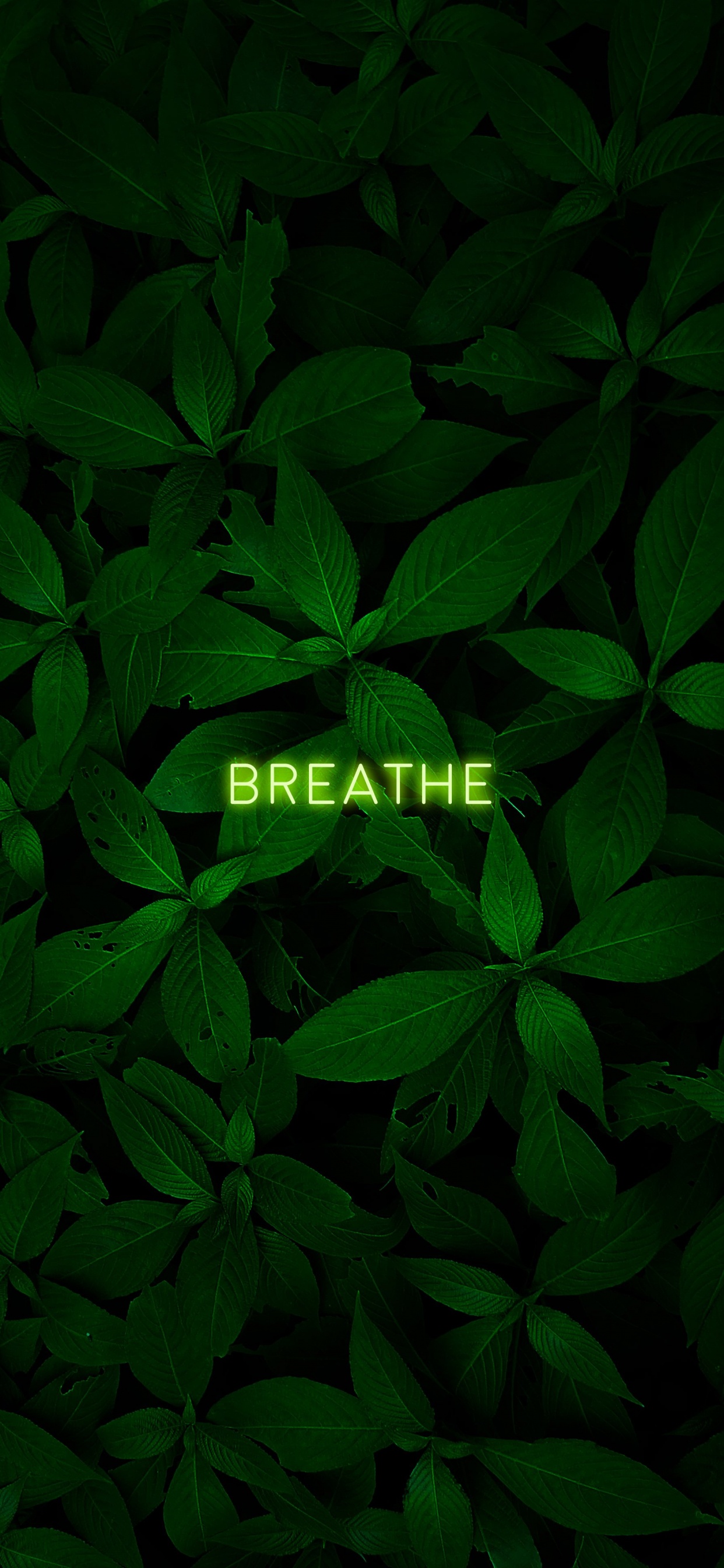 Обои лист, растение, наземное растение, почвопокровная, цветковое растение в разрешении 1242x2688