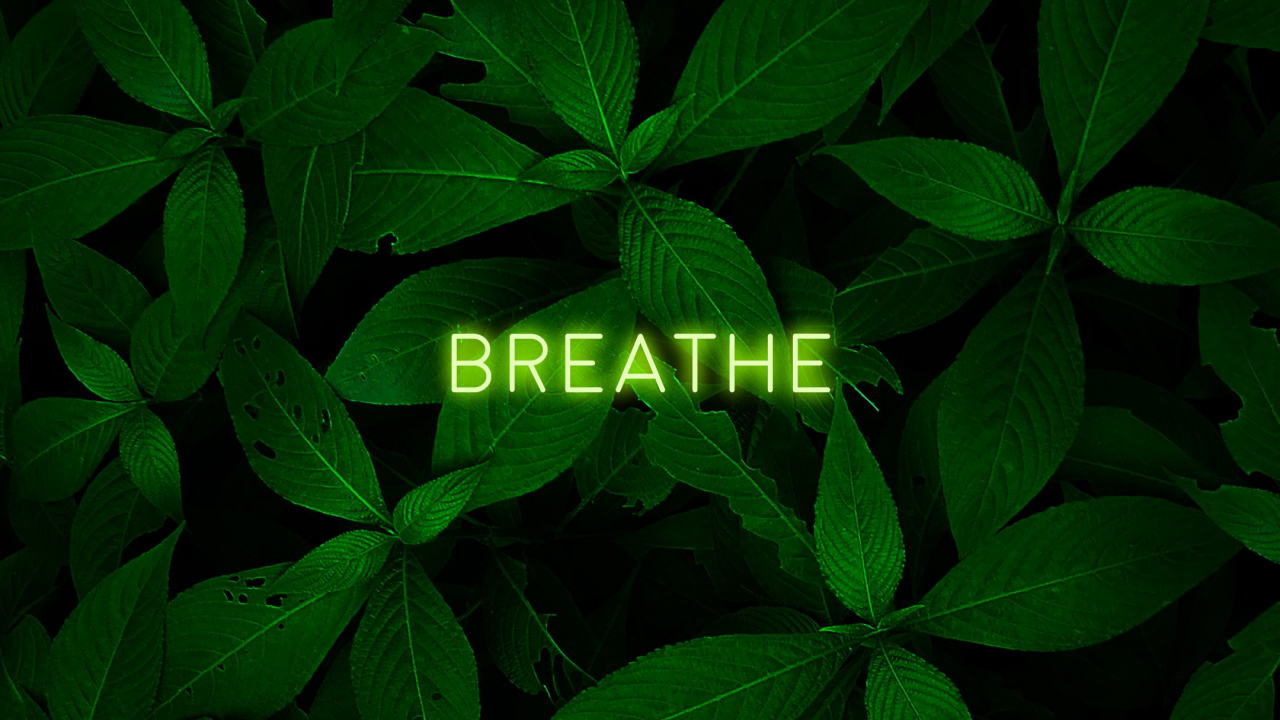 Обои лист, растение, наземное растение, почвопокровная, цветковое растение в разрешении 1280x720