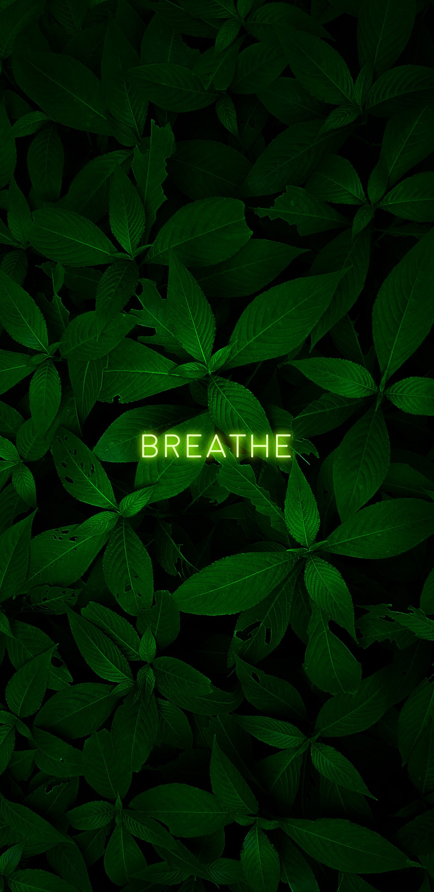 Обои лист, растение, наземное растение, почвопокровная, цветковое растение в разрешении 1440x2960