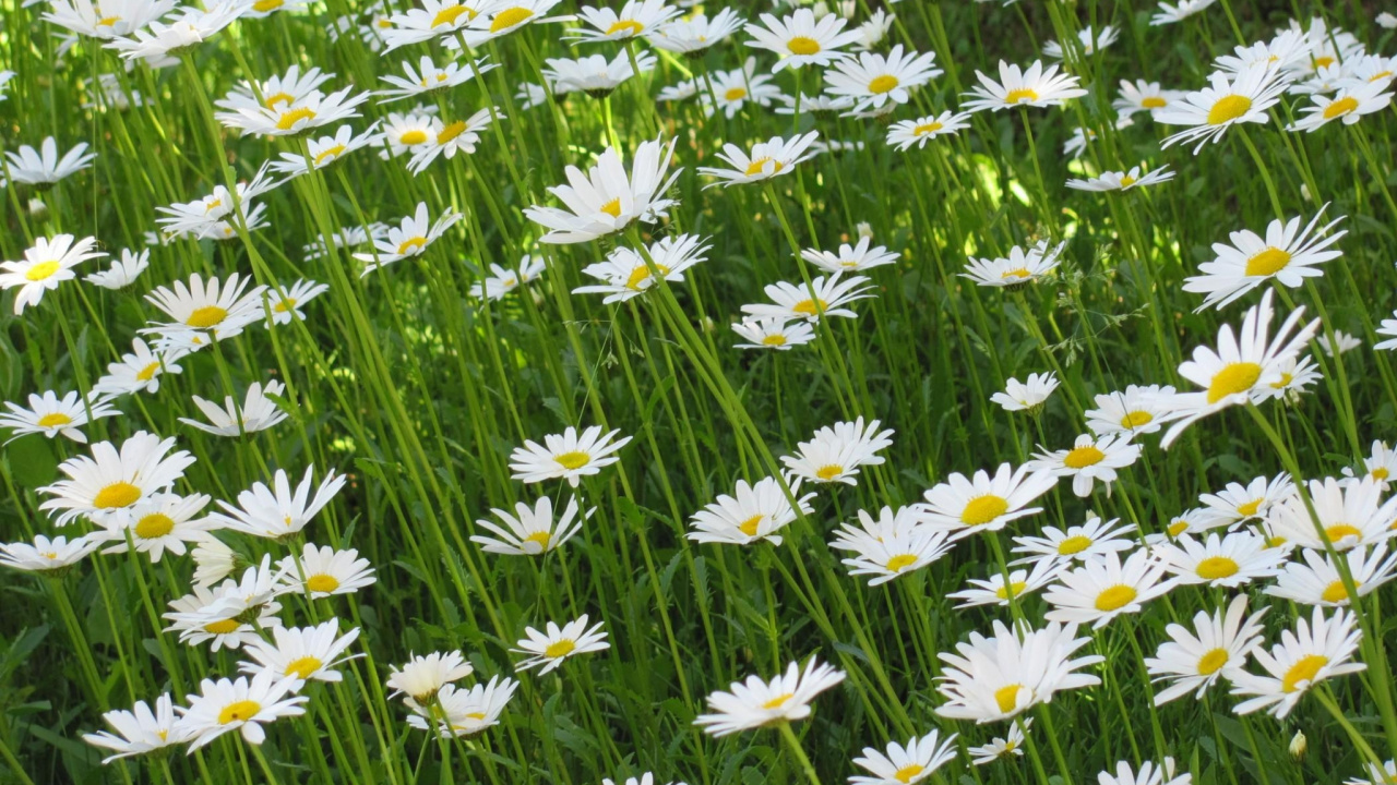 Обои цветковое растение, oxeye Дейзи, Маргаритка, растение, Флора в разрешении 1280x720