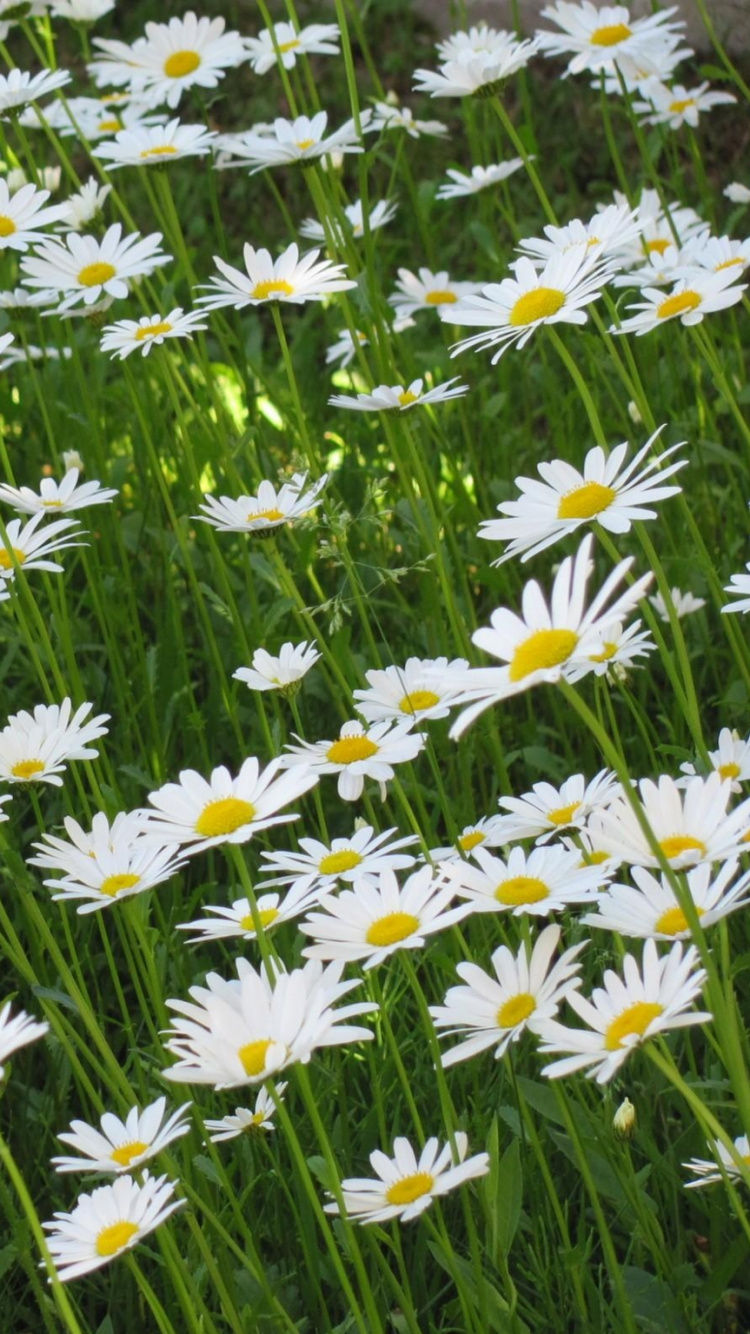 Обои цветковое растение, oxeye Дейзи, Маргаритка, растение, Флора в разрешении 750x1334